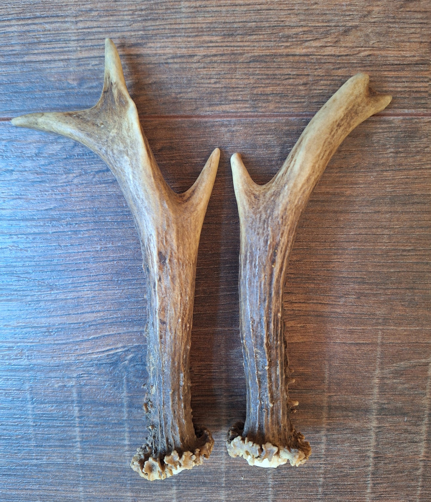 Roe deer antlers, set of two
