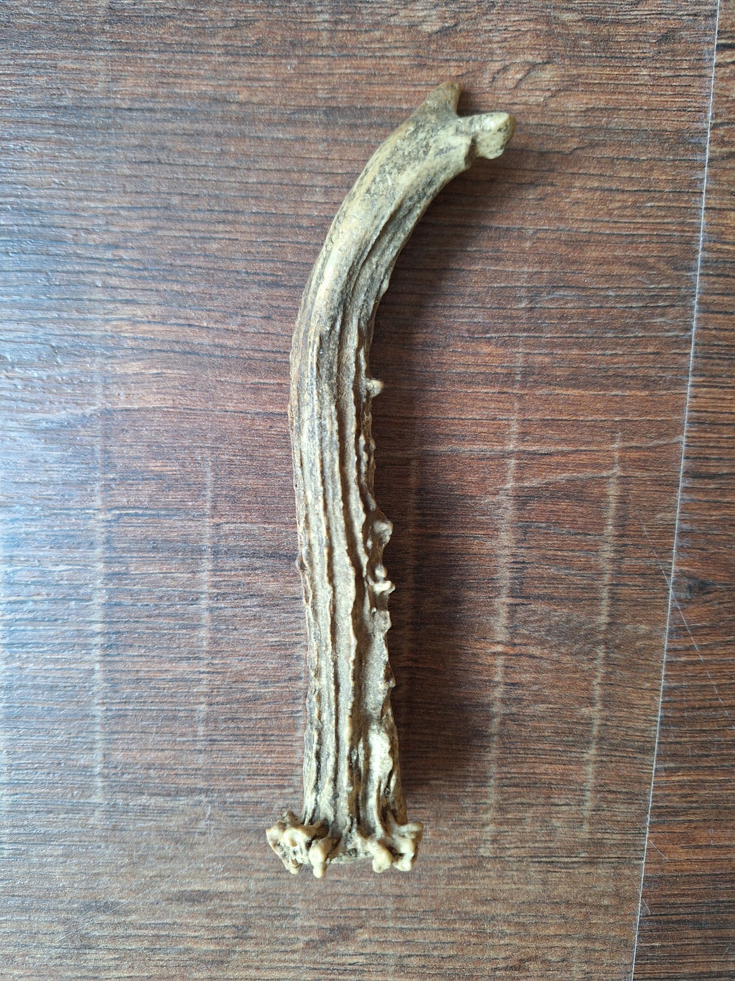 Roe deer antlers small, single