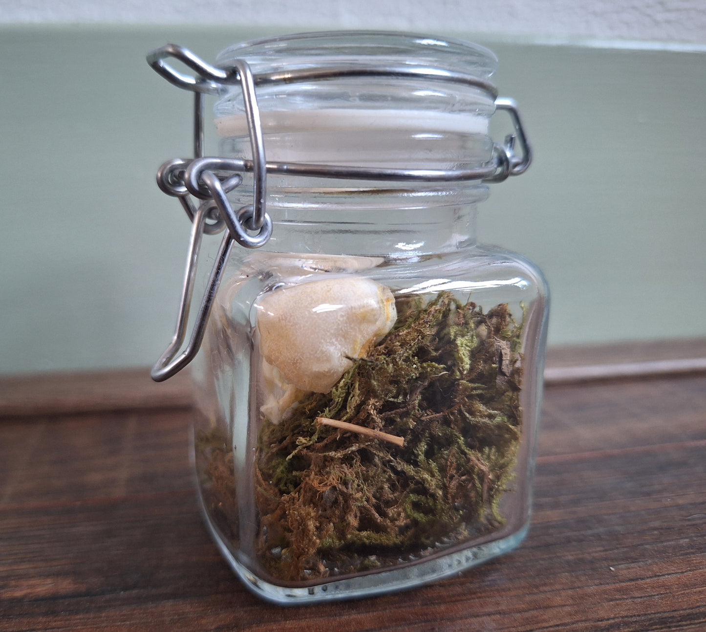 Wood pigeon skull in glass jar