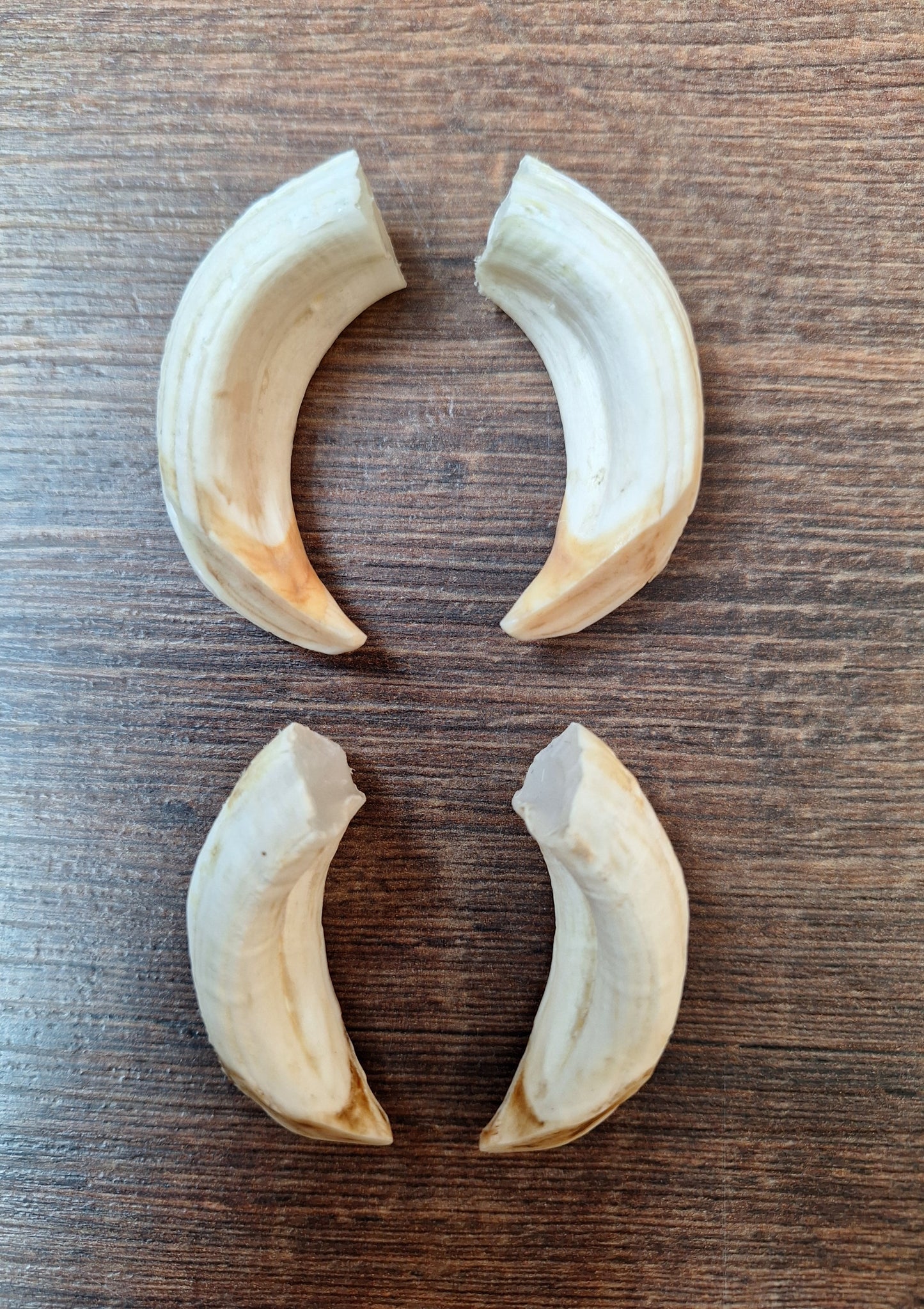 Wild boar upper jaw tusks, set of two