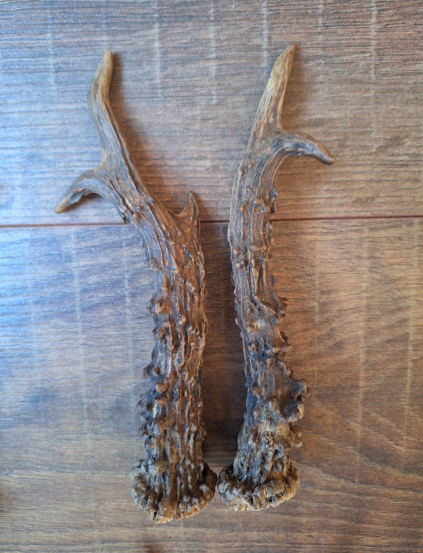 Roe deer antlers, set of two