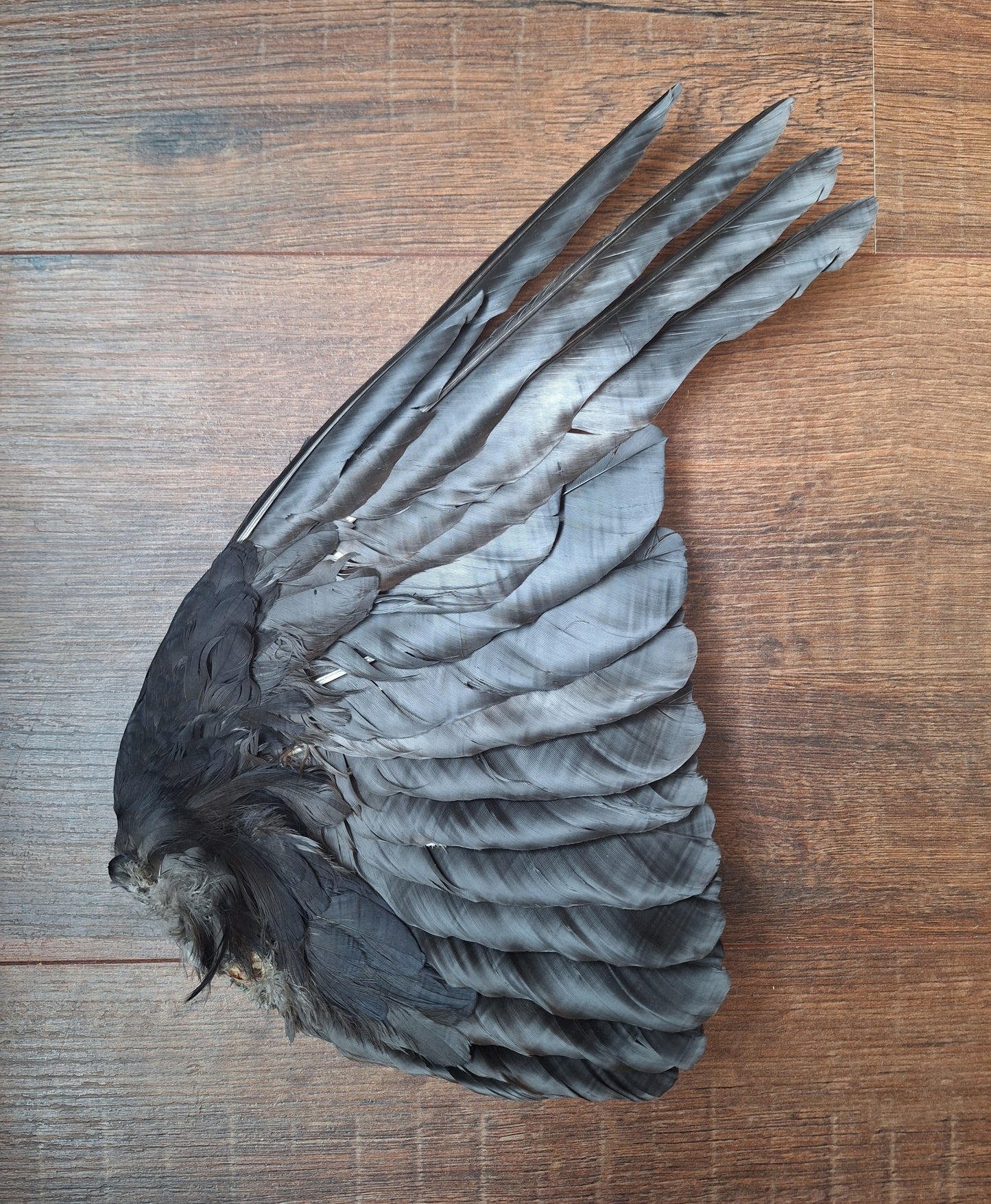 Crow single wing #52, B-quality