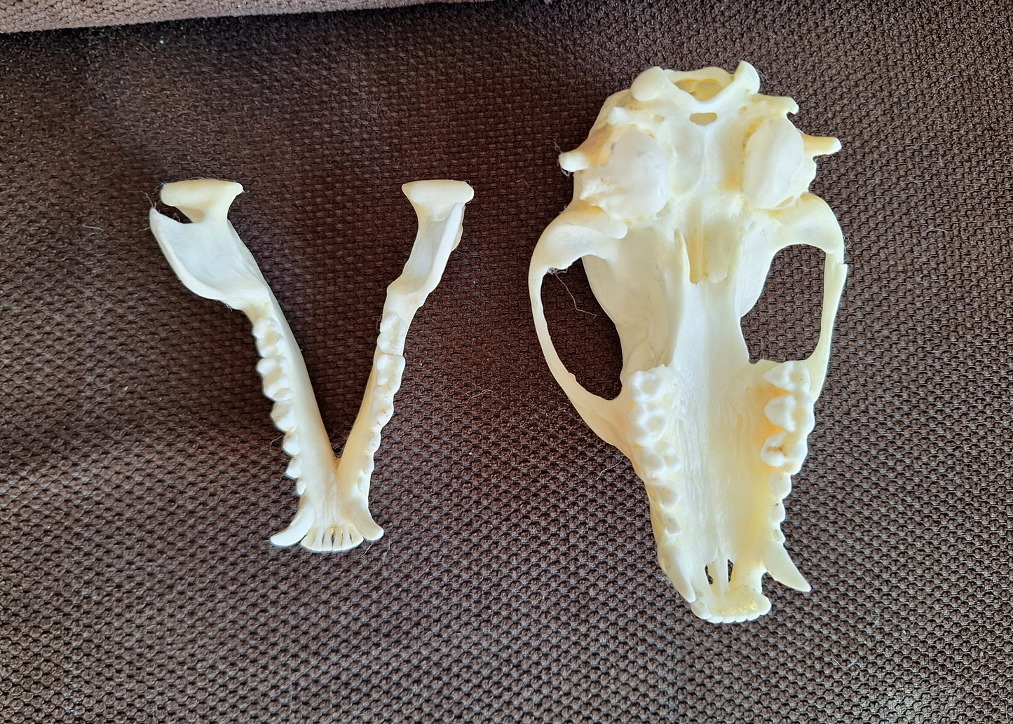Raccoon skull #2