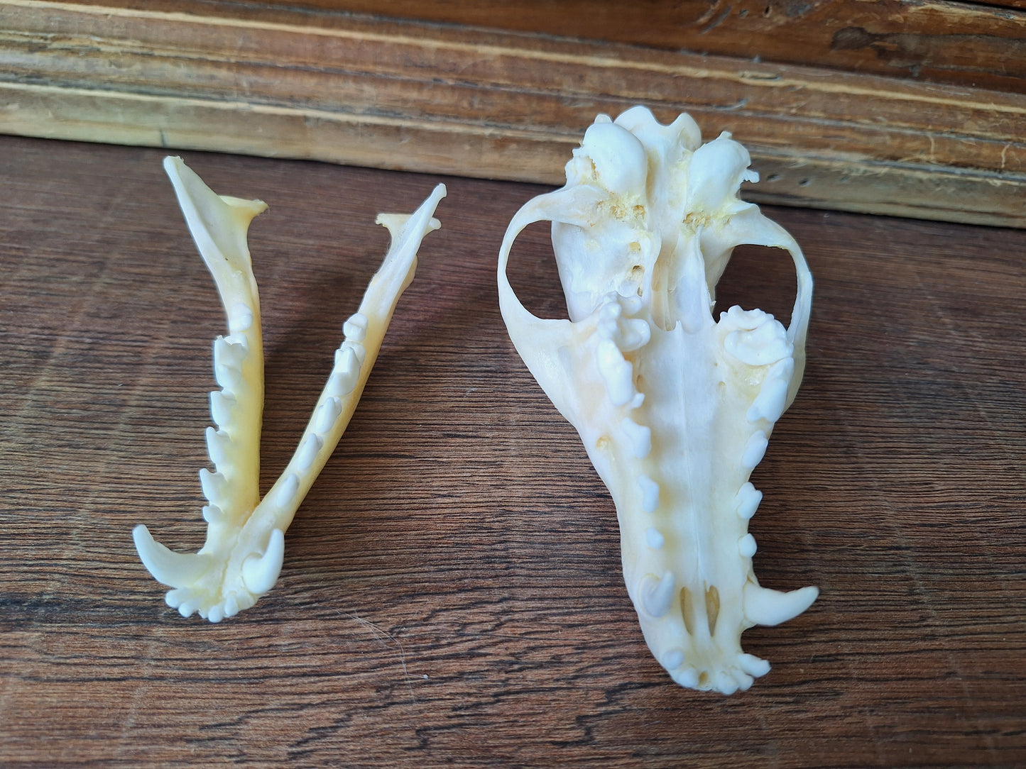 Fox skull #18