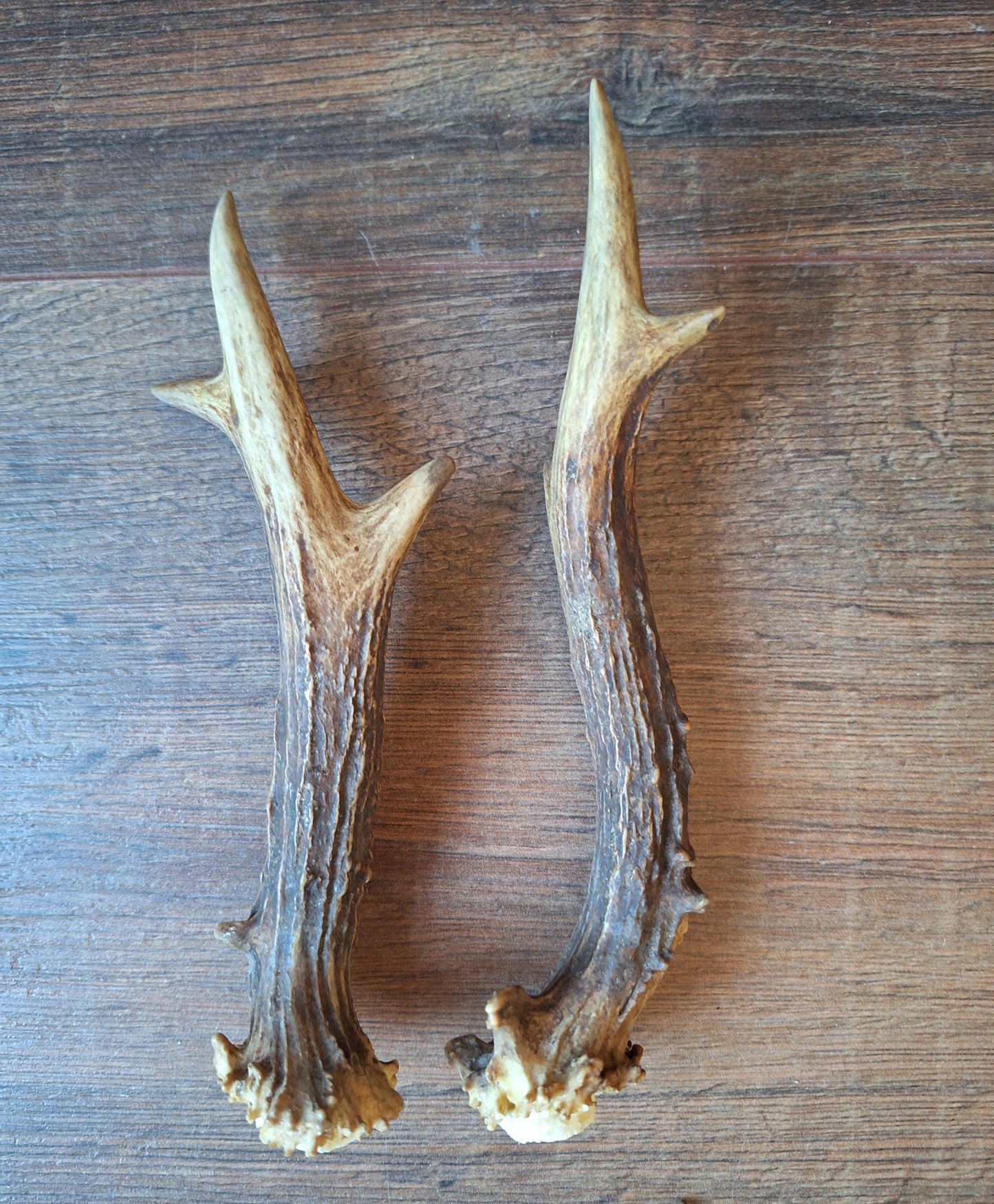 Roe deer antlers, set of two