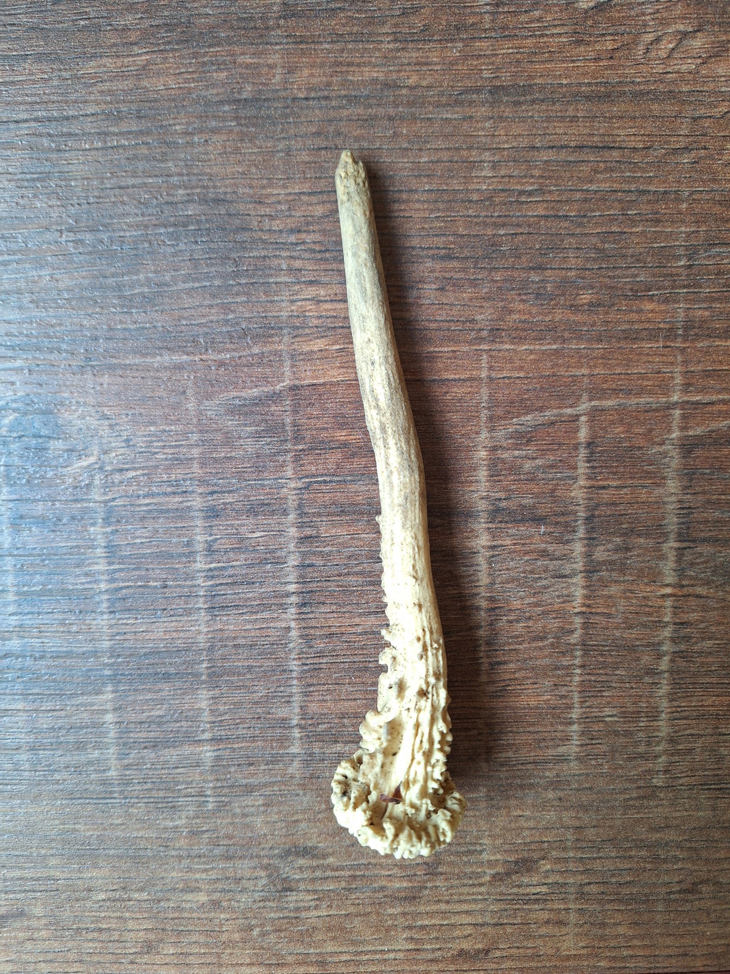 Roe deer antlers small, single