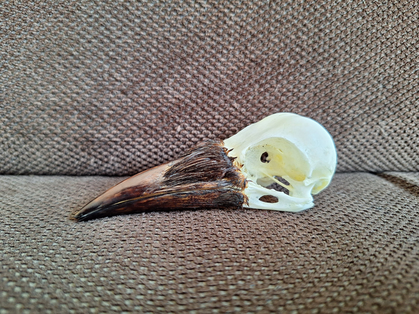 Crow skull #30