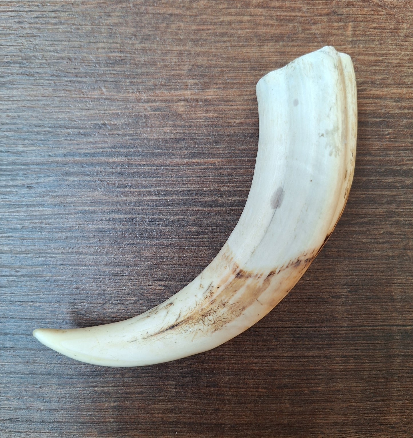 Wart hog tusk