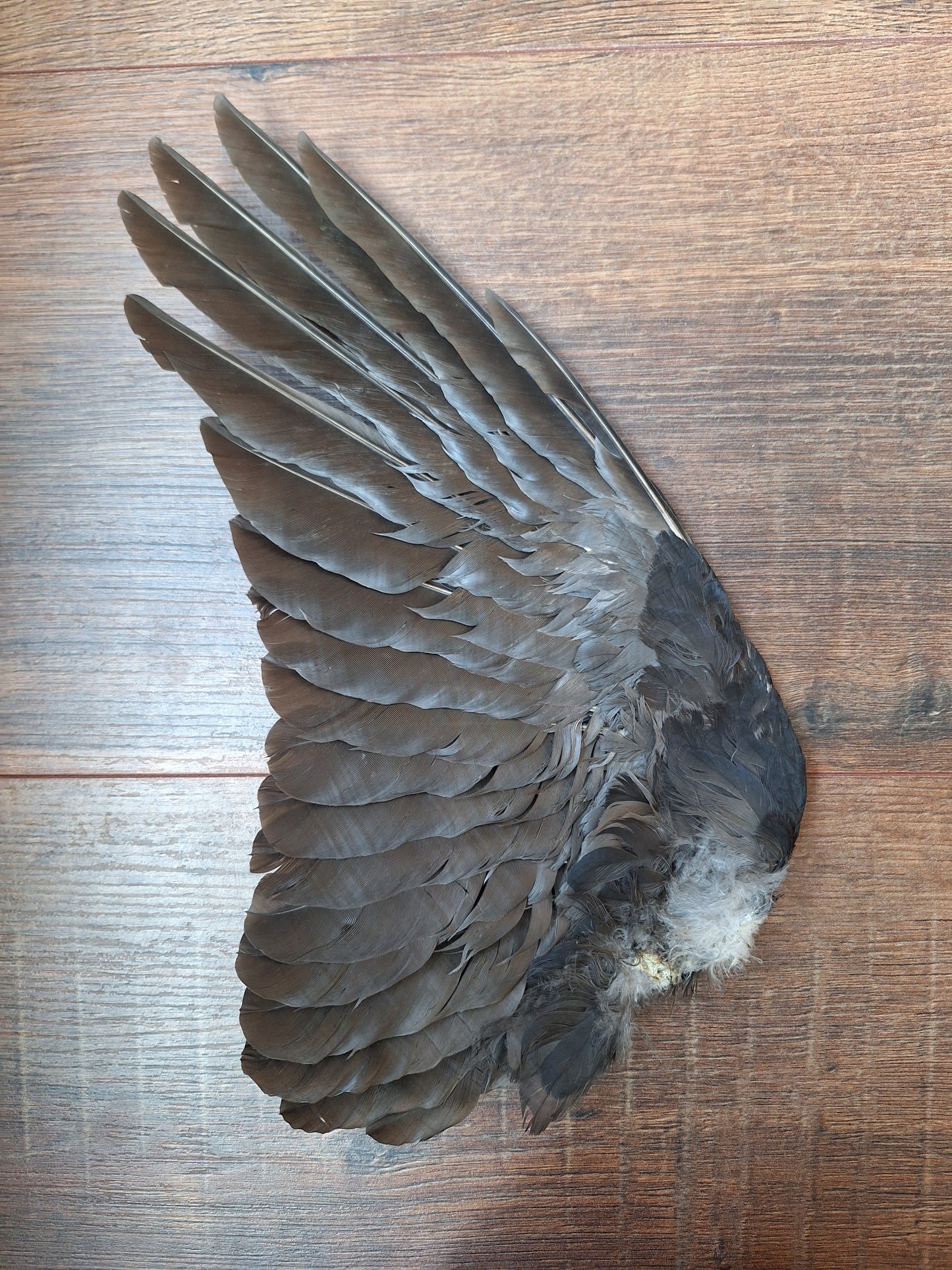 Crow single wing #36