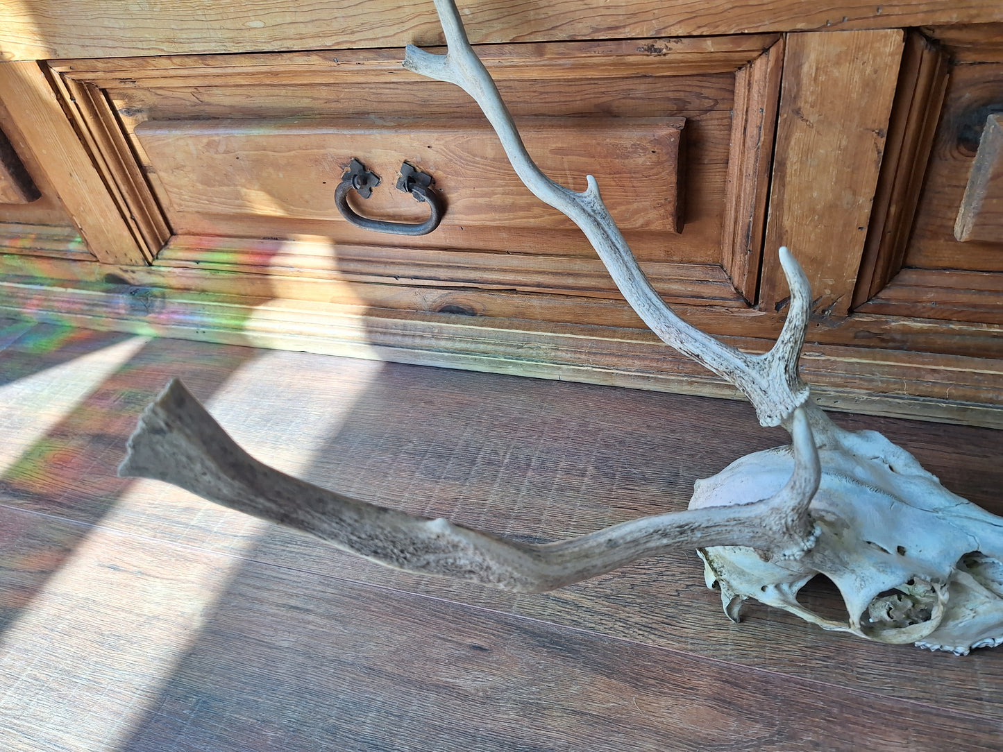 Red deer skull #2