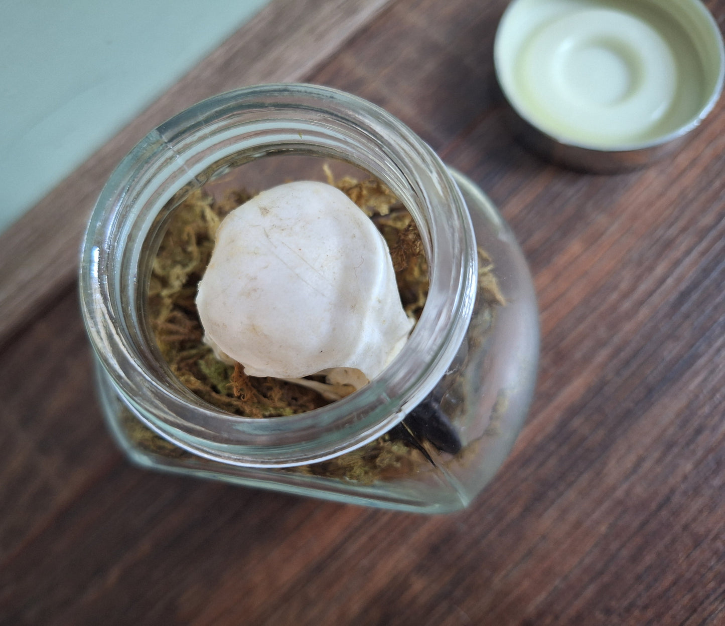 Jackdaw skull in glass jar
