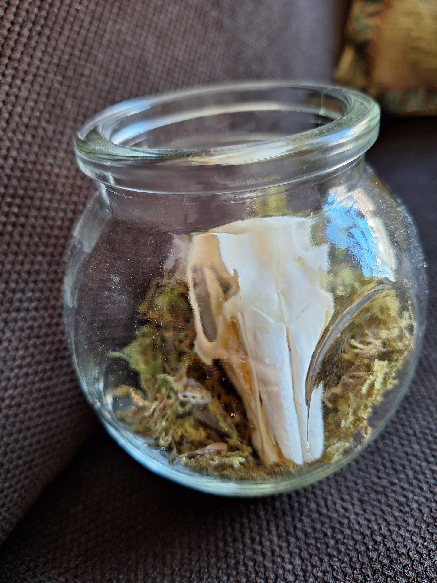 Rabbit skull in glass jar