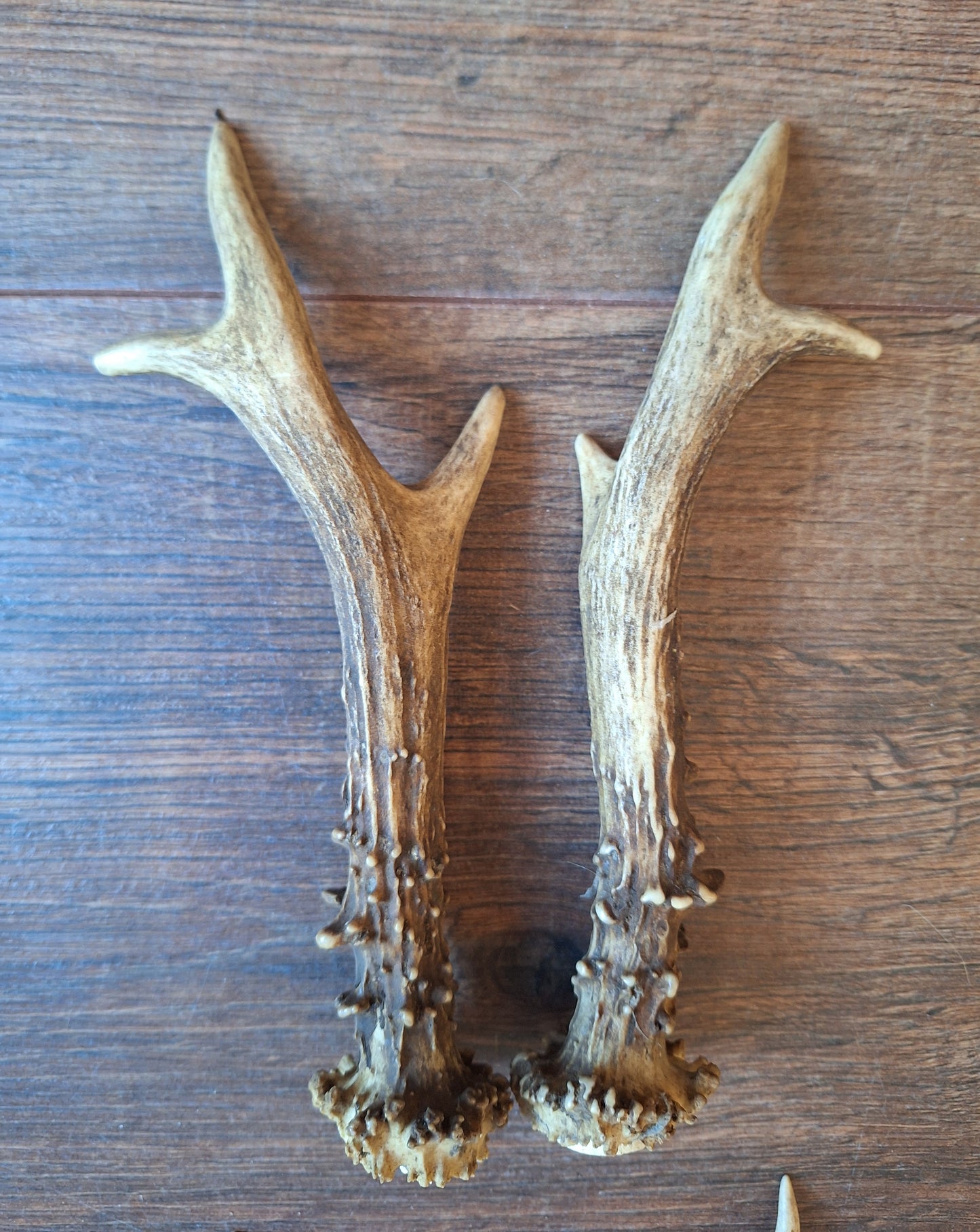 Roe deer antlers, set of two