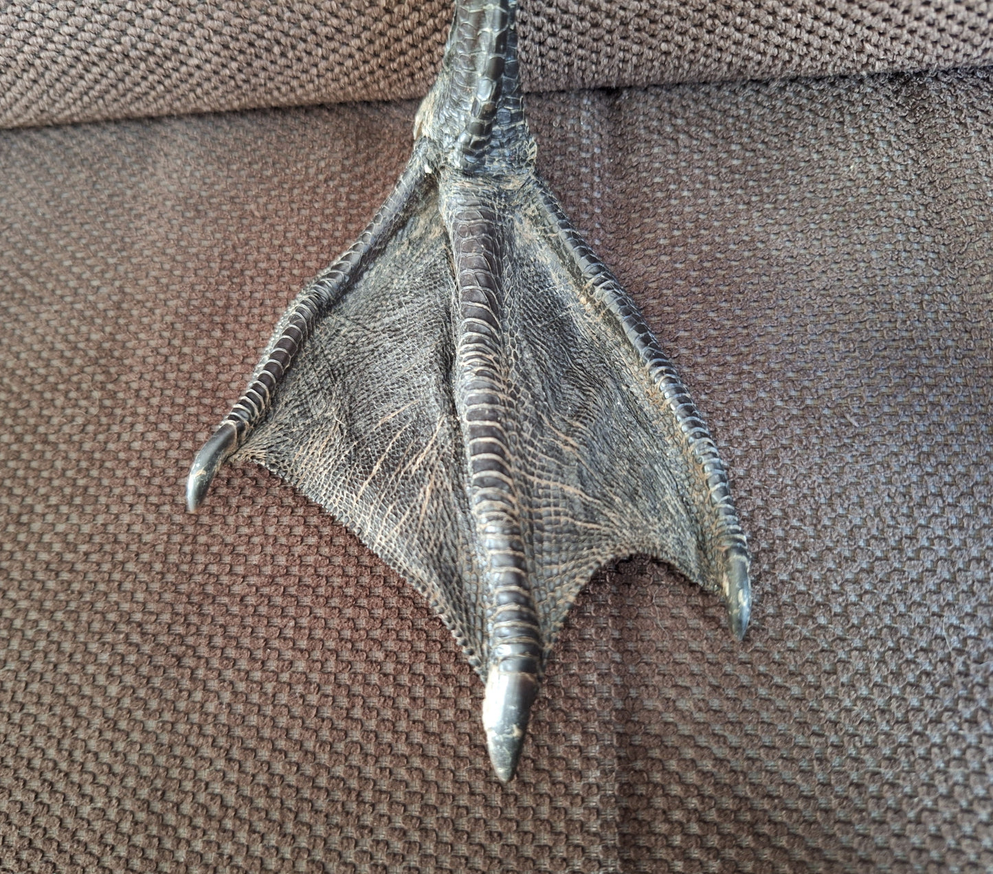 Barnacle goose lower leg #3