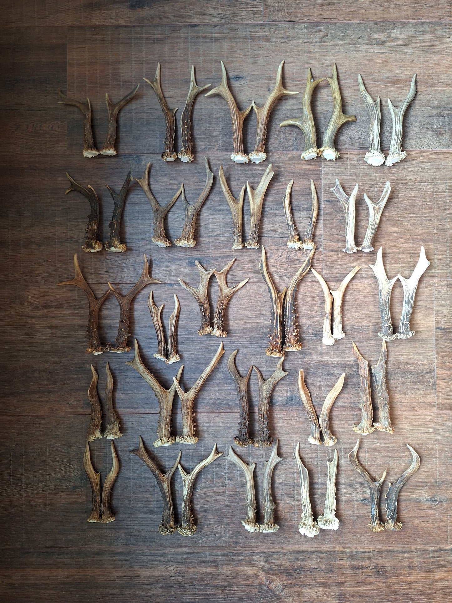 Roe deer antlers, set of two