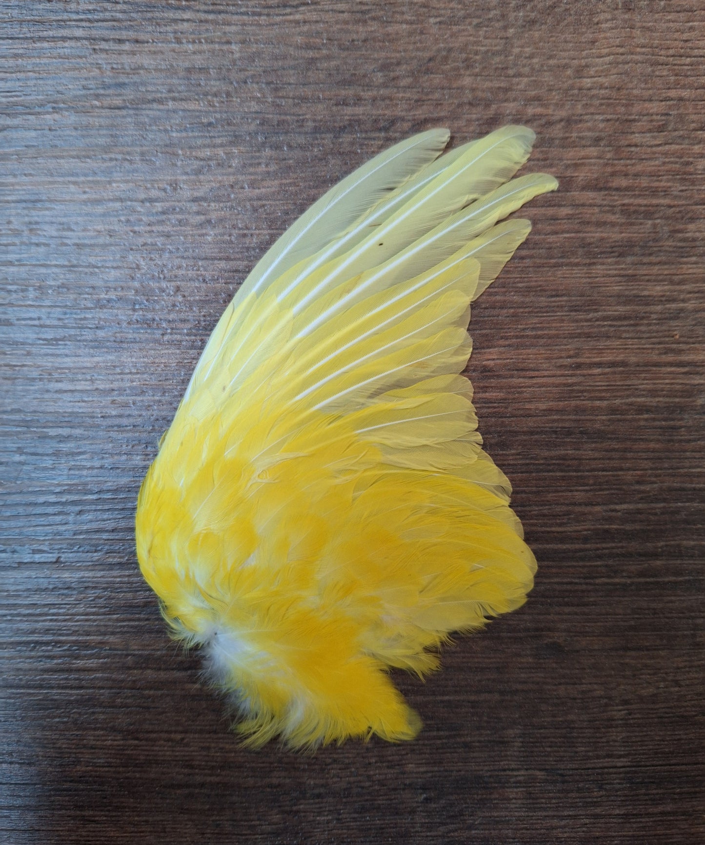 Parakeet single wings