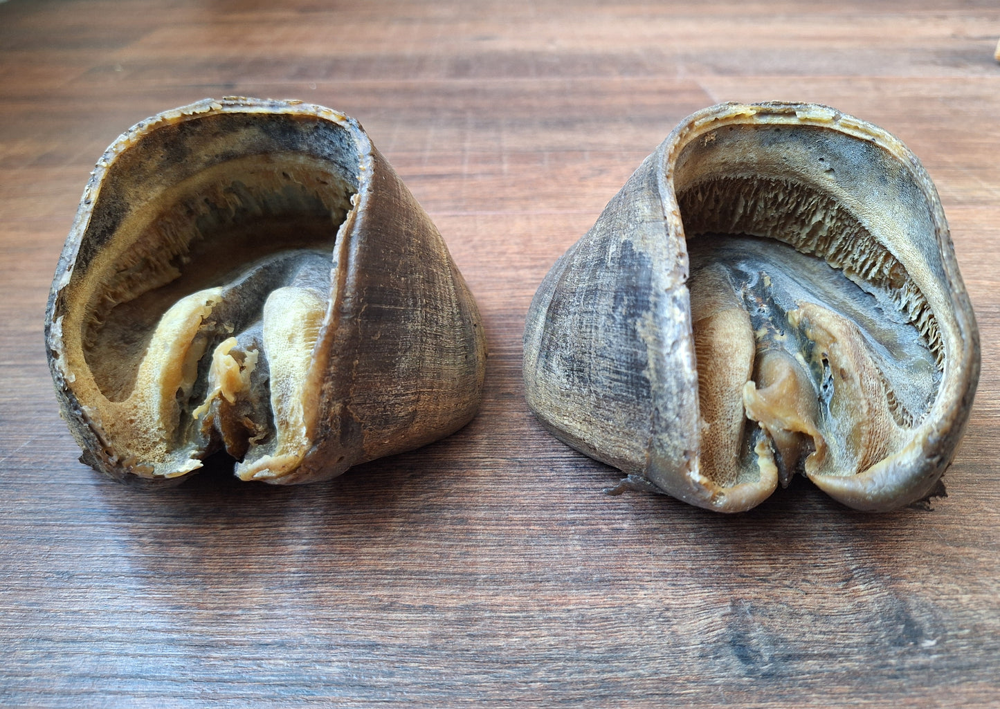 Horse hooves