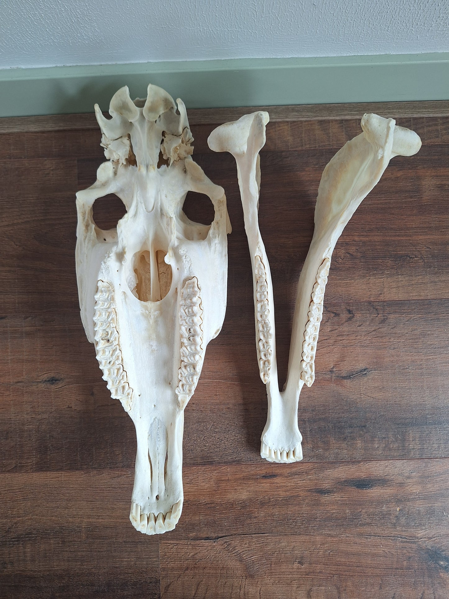 Horse skull
