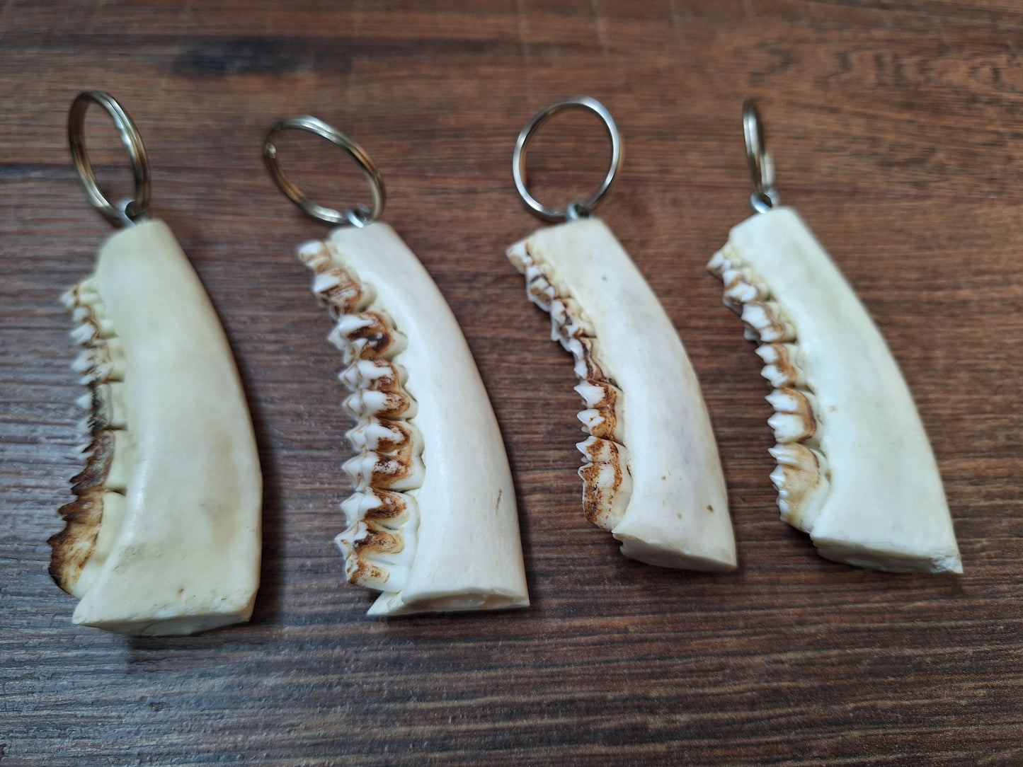 Roe deer jaw keychain