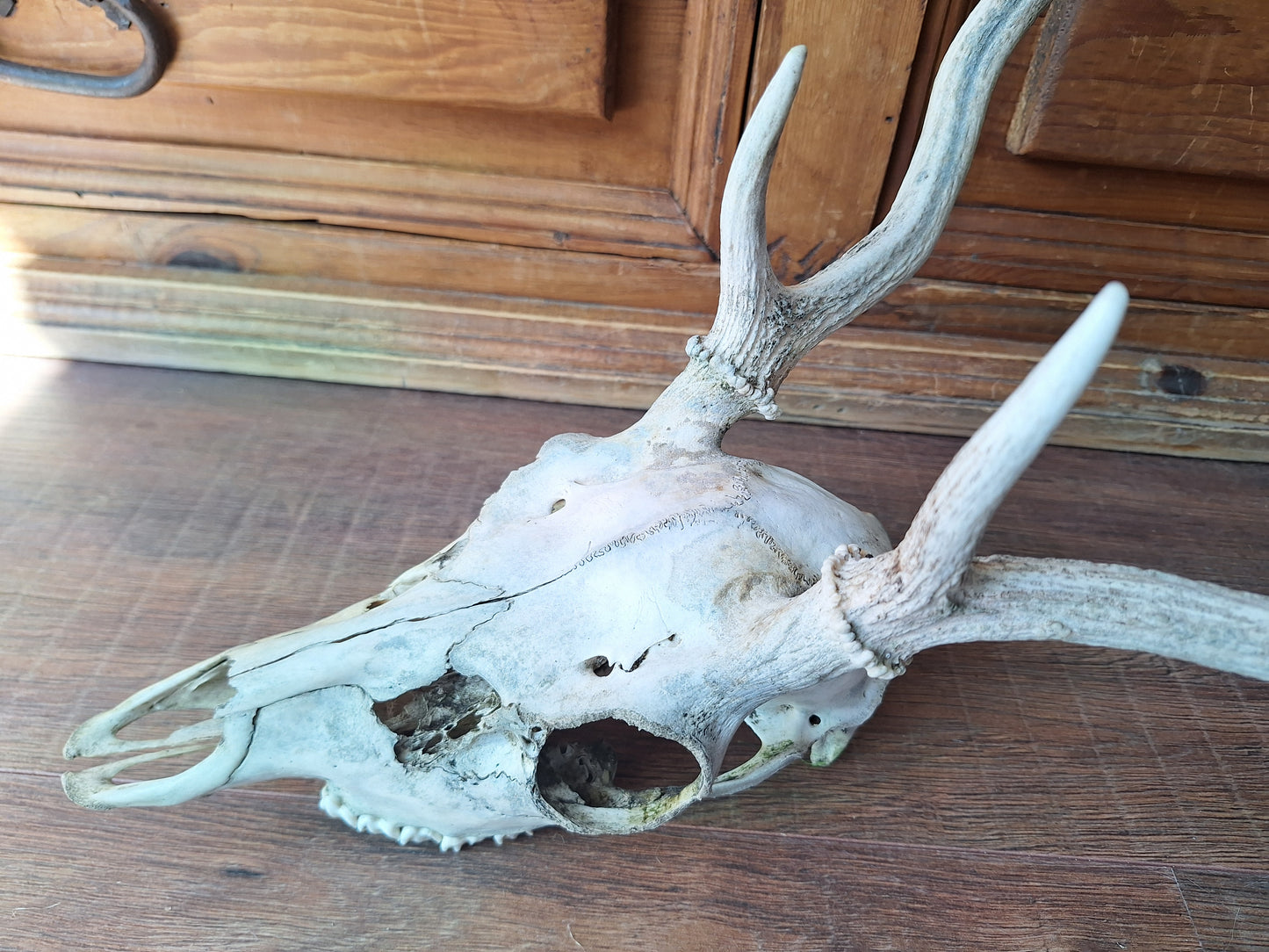 Red deer skull #2