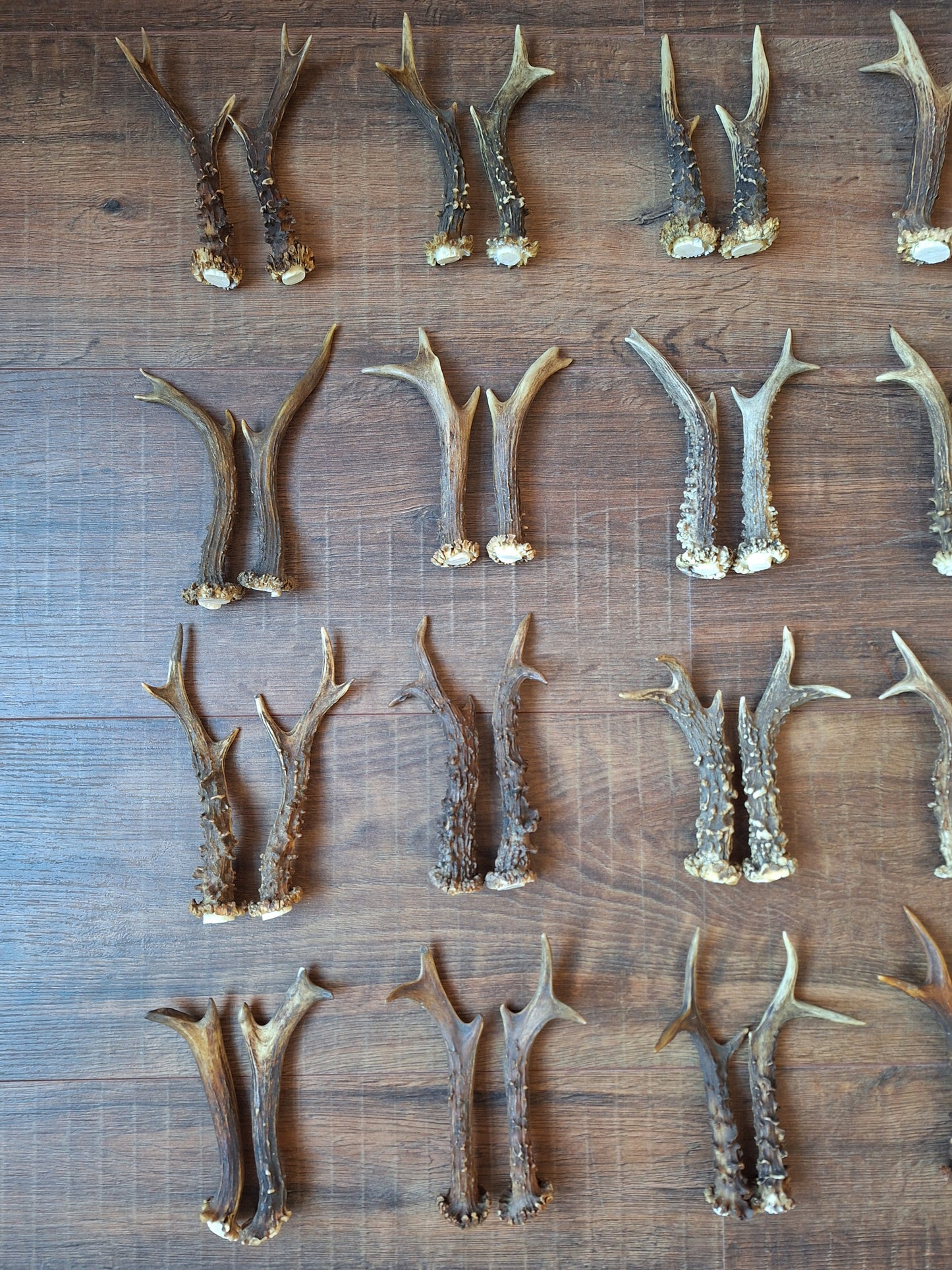 Roe deer antlers, set of two