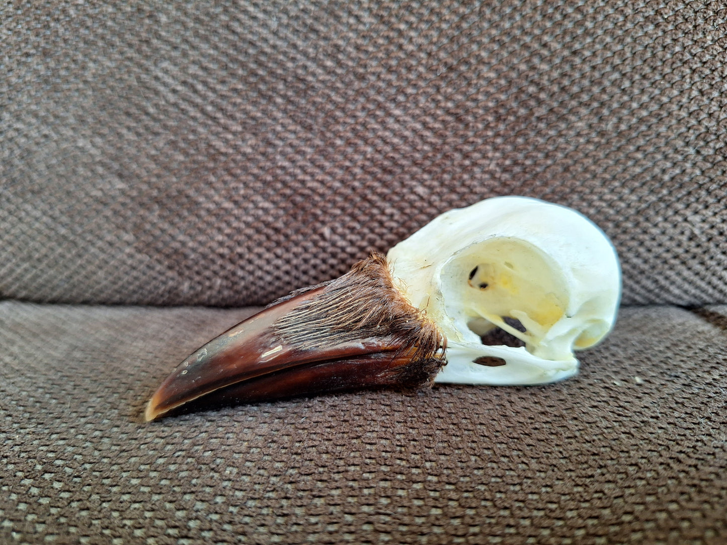 Crow skull #33
