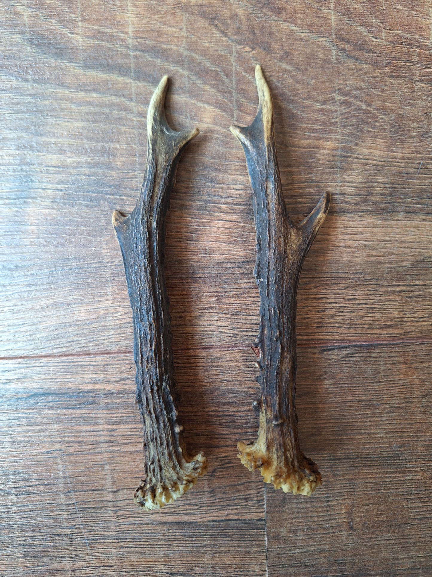 Roe deer antlers, set of two