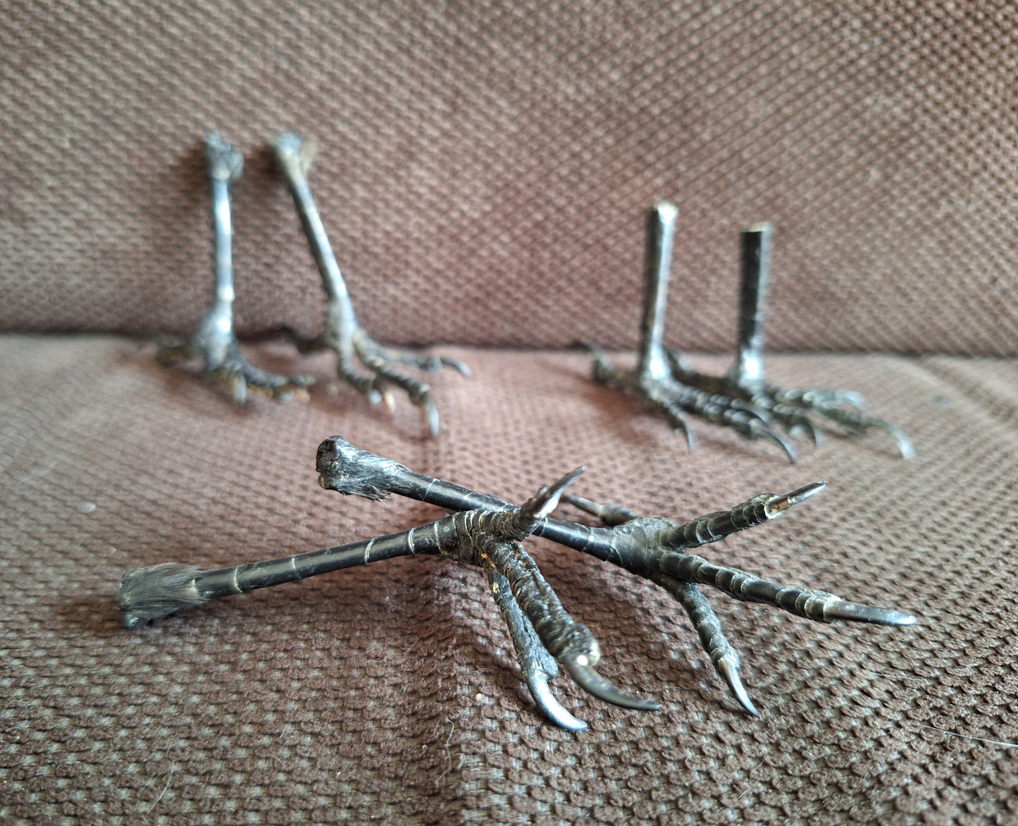 Jackdaw claws pair, standing-shape, B-quality