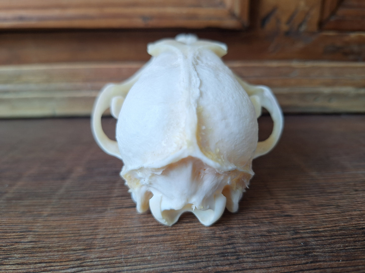 Fox skull #18