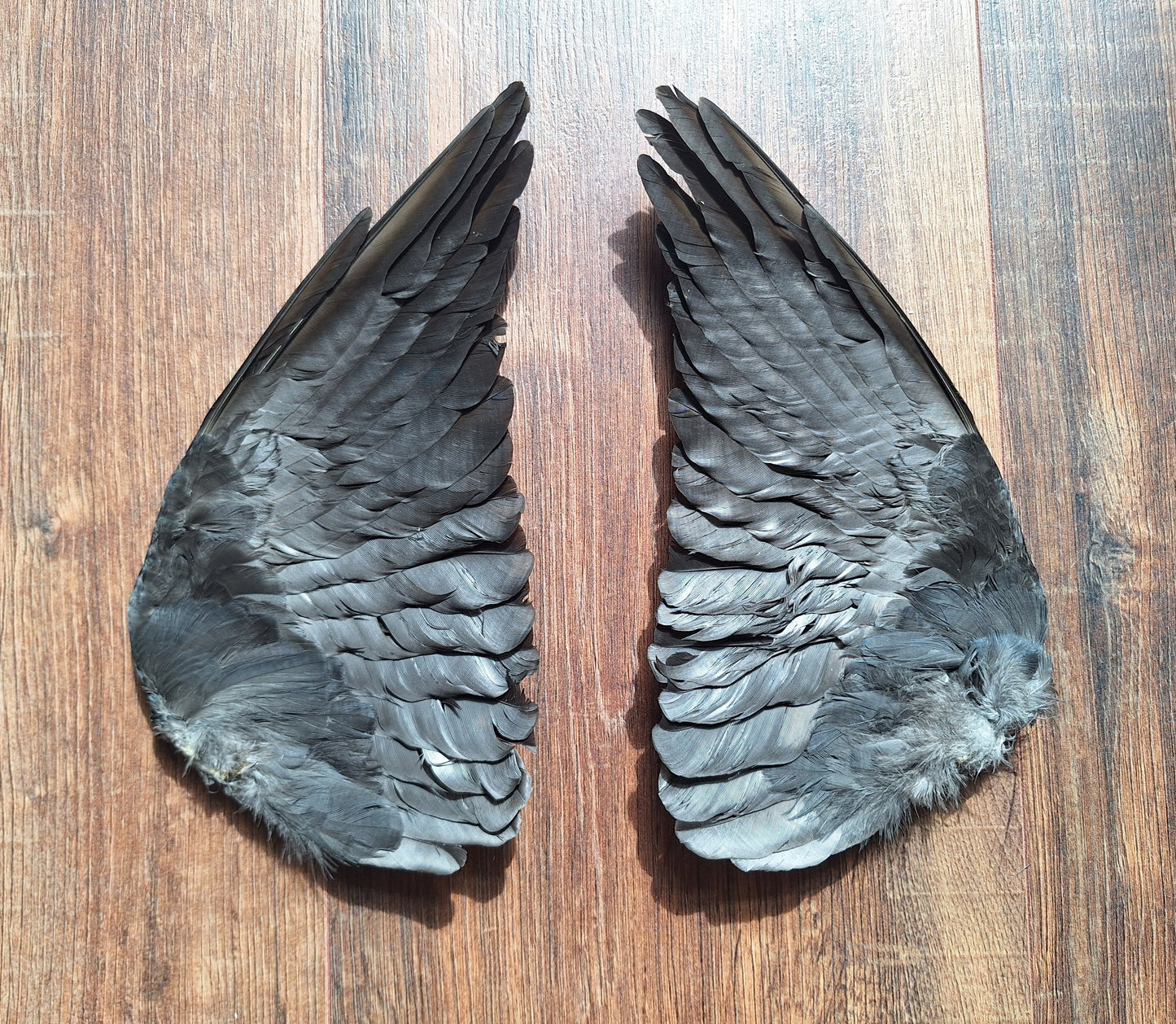 Jackdaw set of wings #7