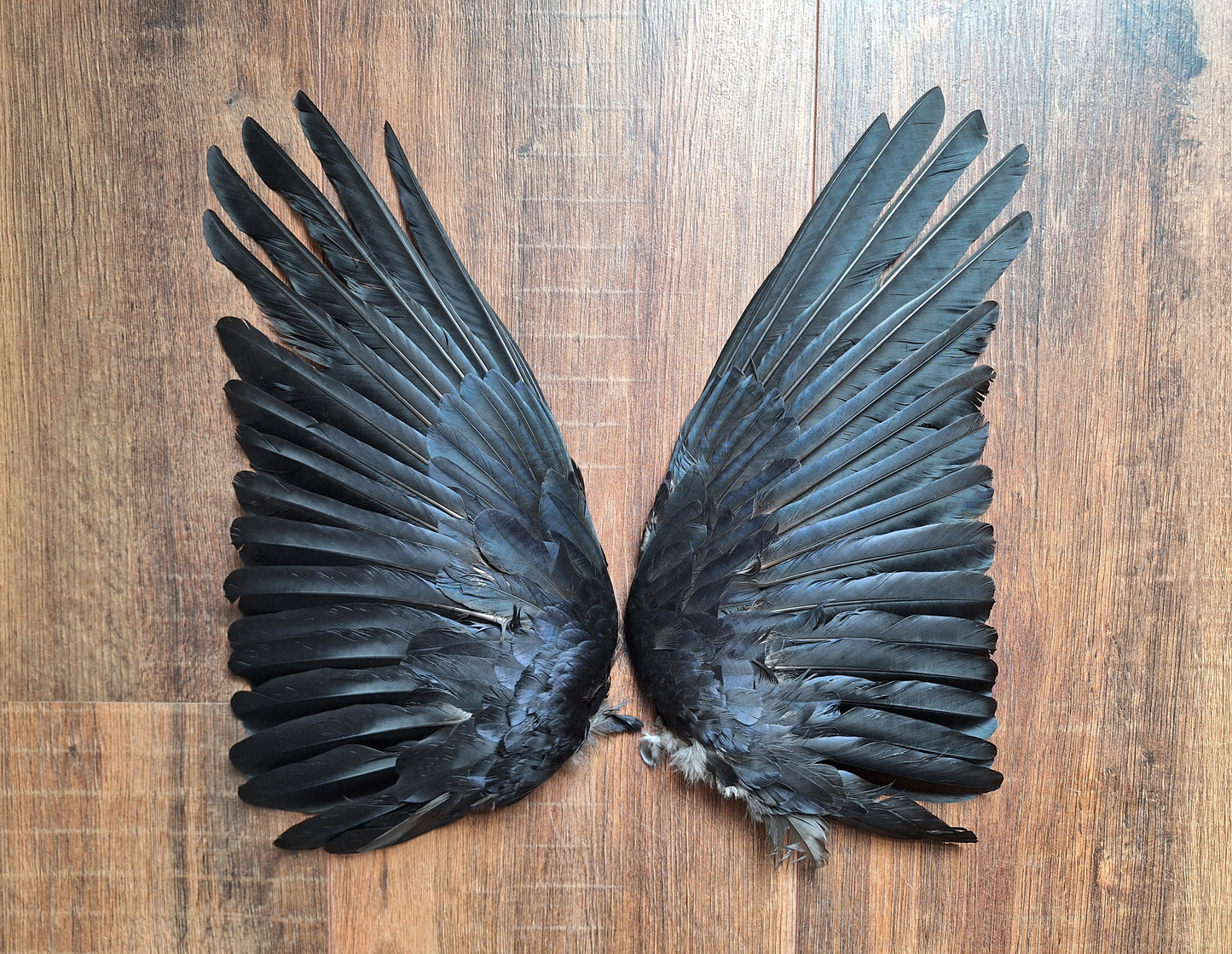 Crow set of wings #29