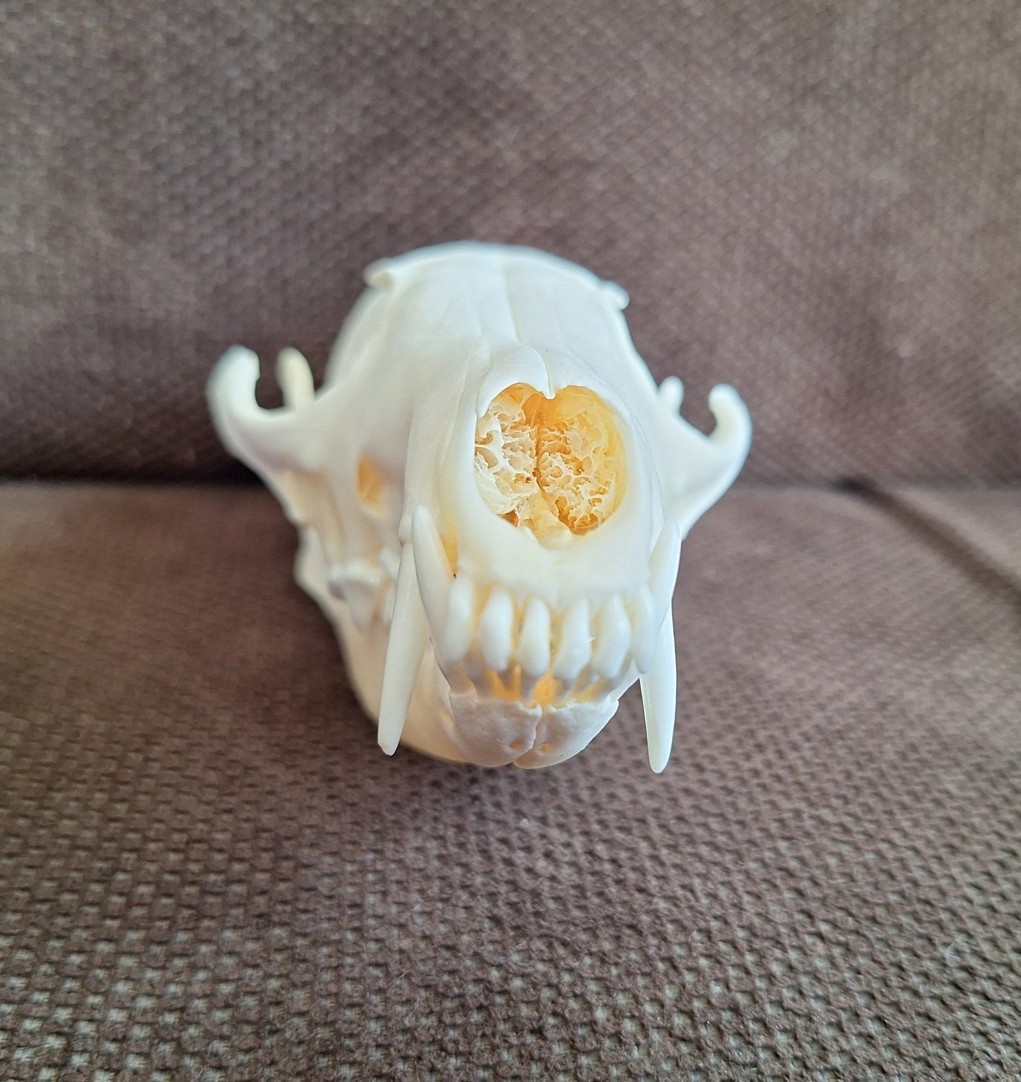 Fox skull #17