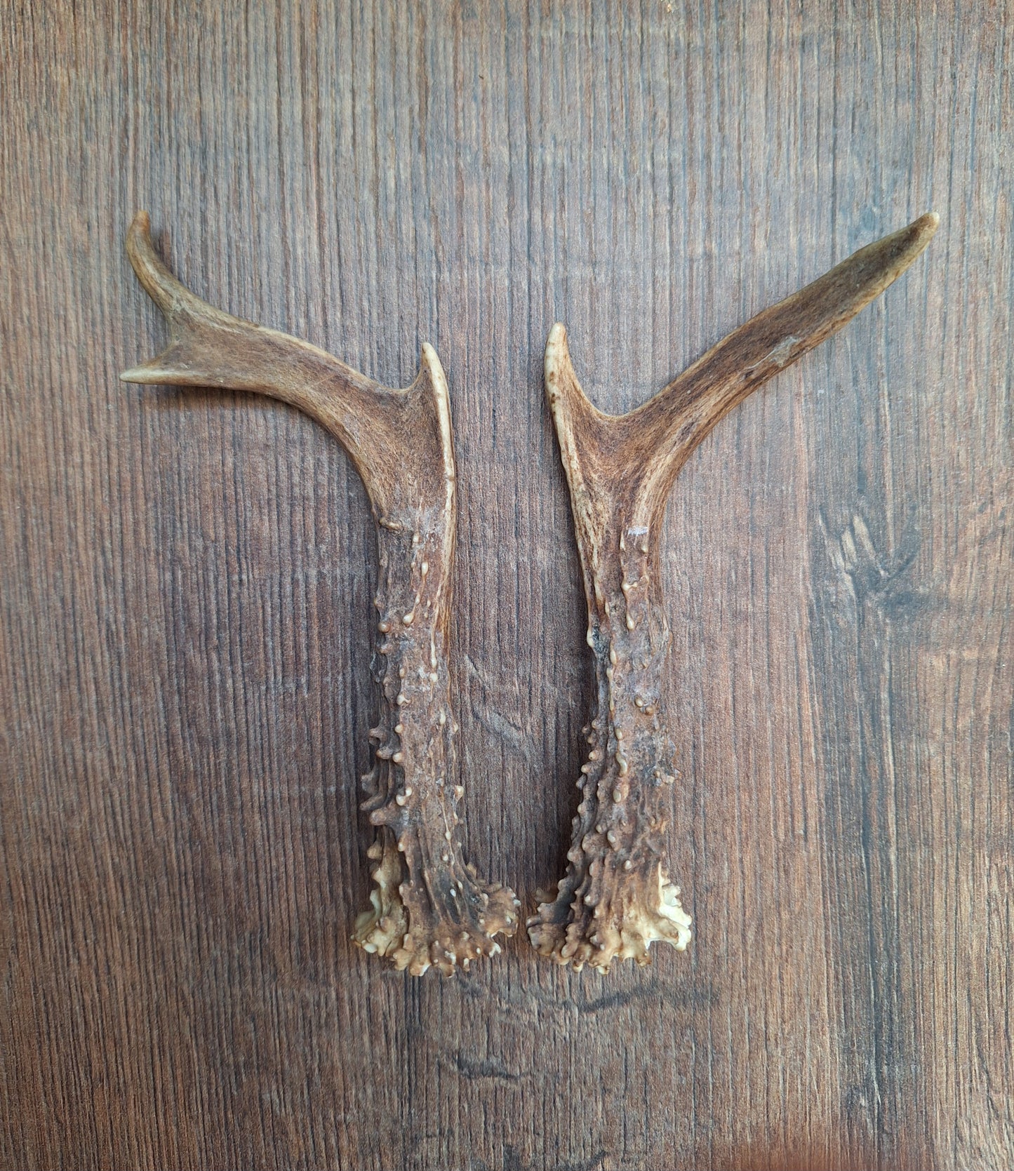 Roe deer antlers, set of two