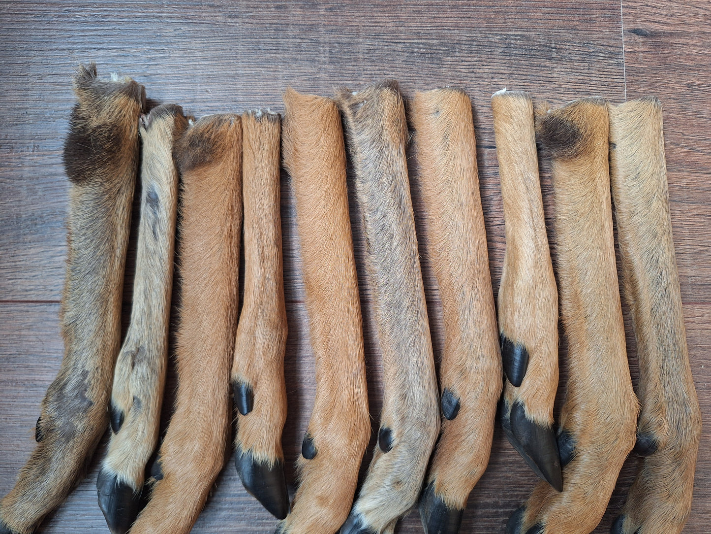 Roe deer lower legs