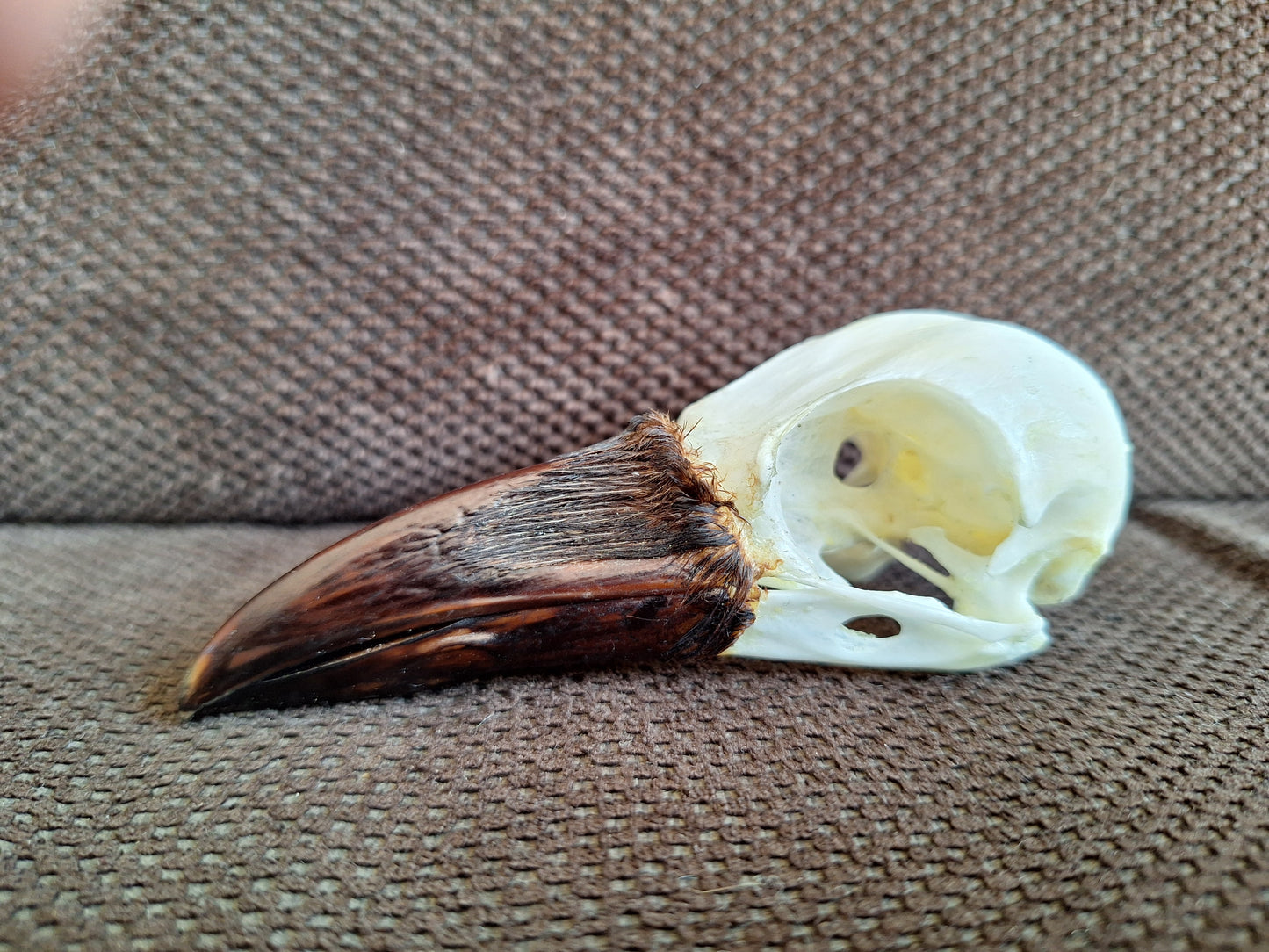 Crow skull #31