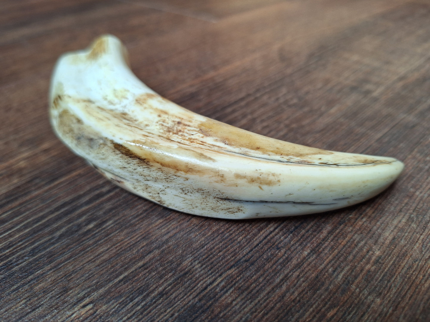 Wart hog tusk