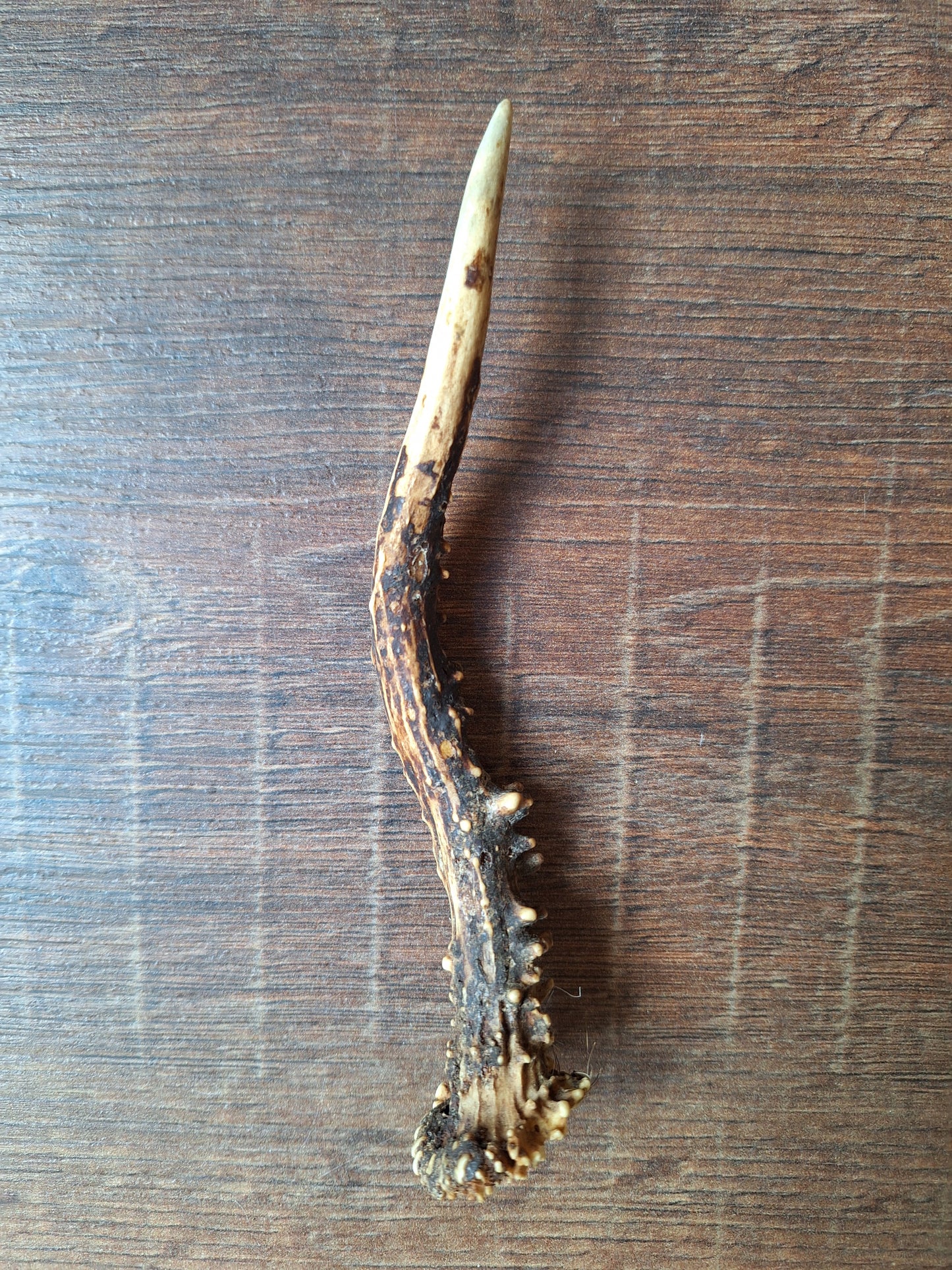 Roe deer antlers small, single