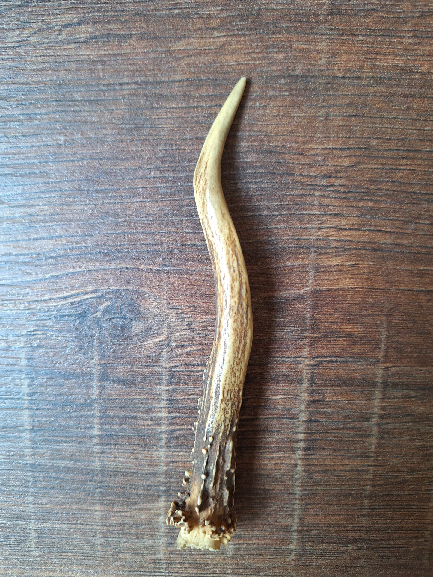 Roe deer antlers small, single