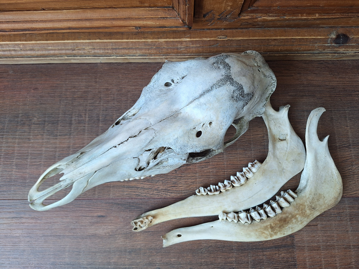 Red deer skull