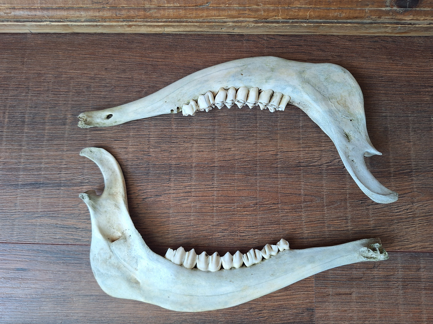 Red deer skull