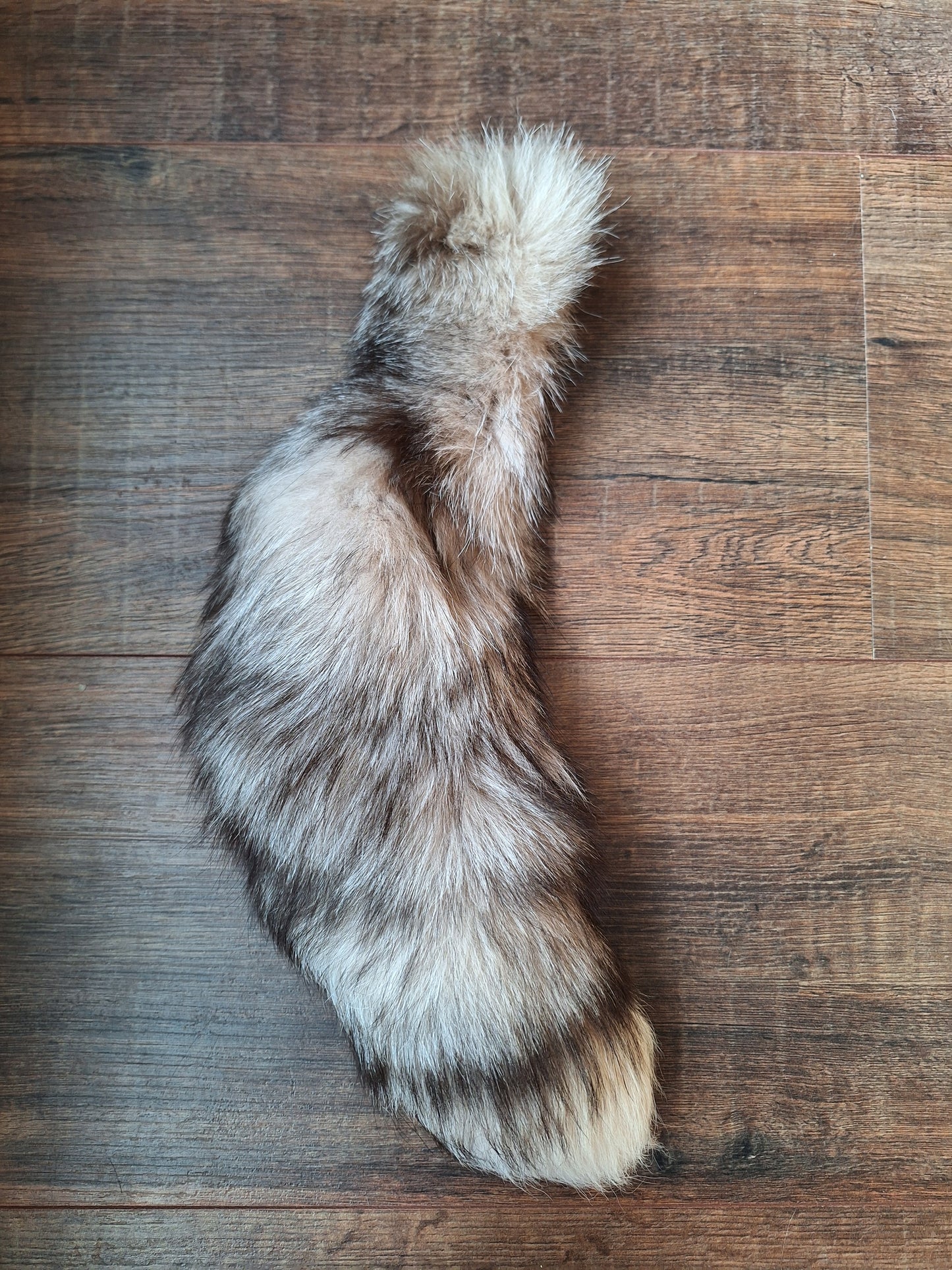 Painted silverfox tail