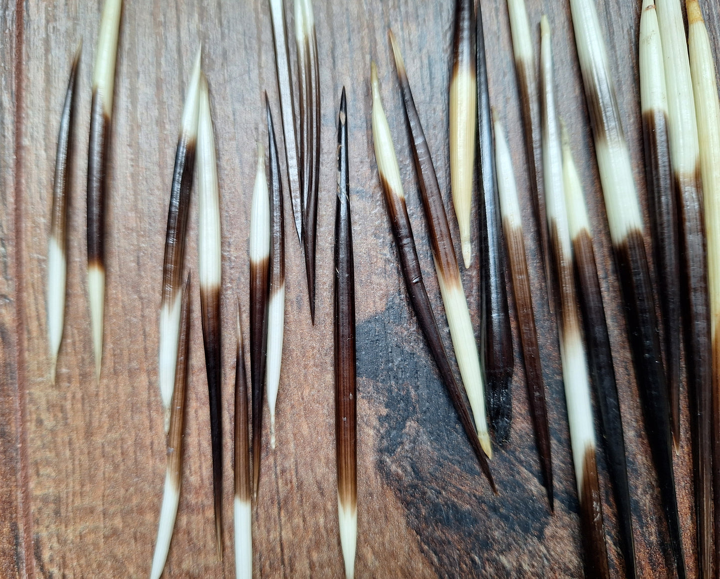Set of small porcupine quills