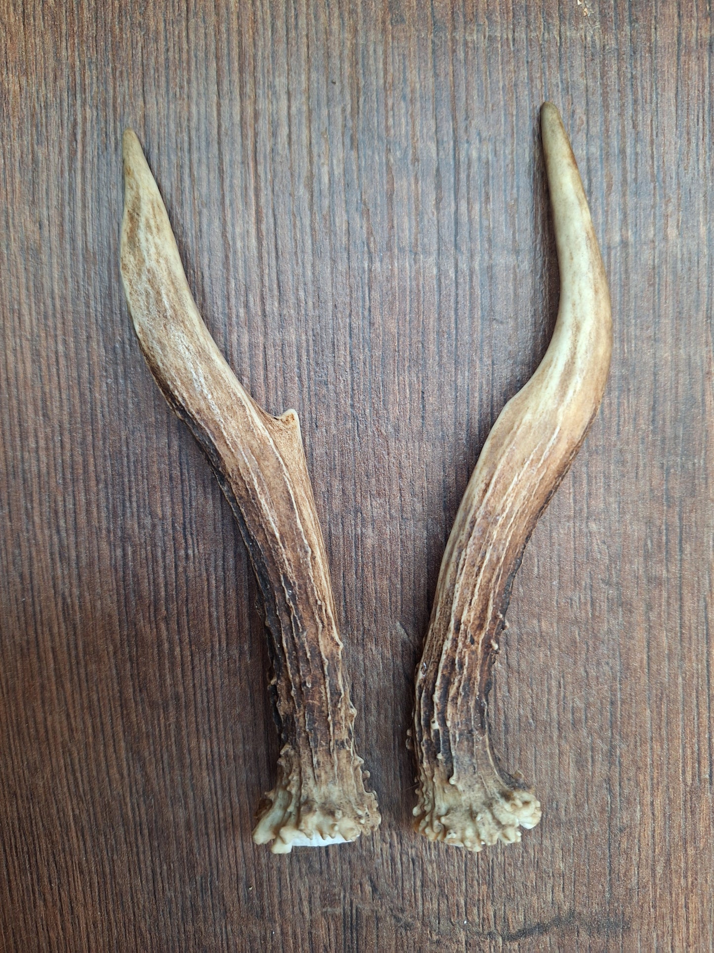 Roe deer antlers, set of two