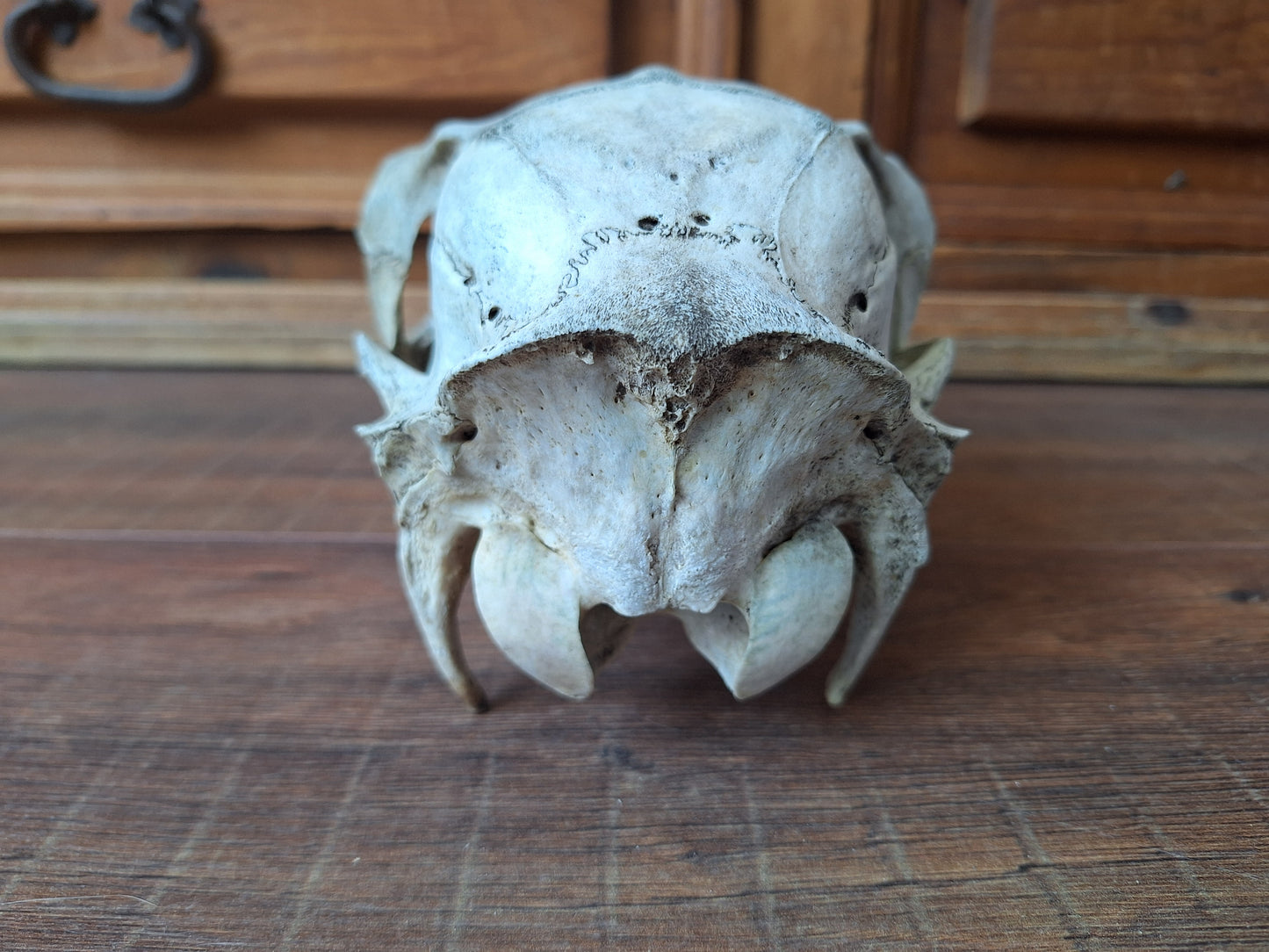 Red deer skull