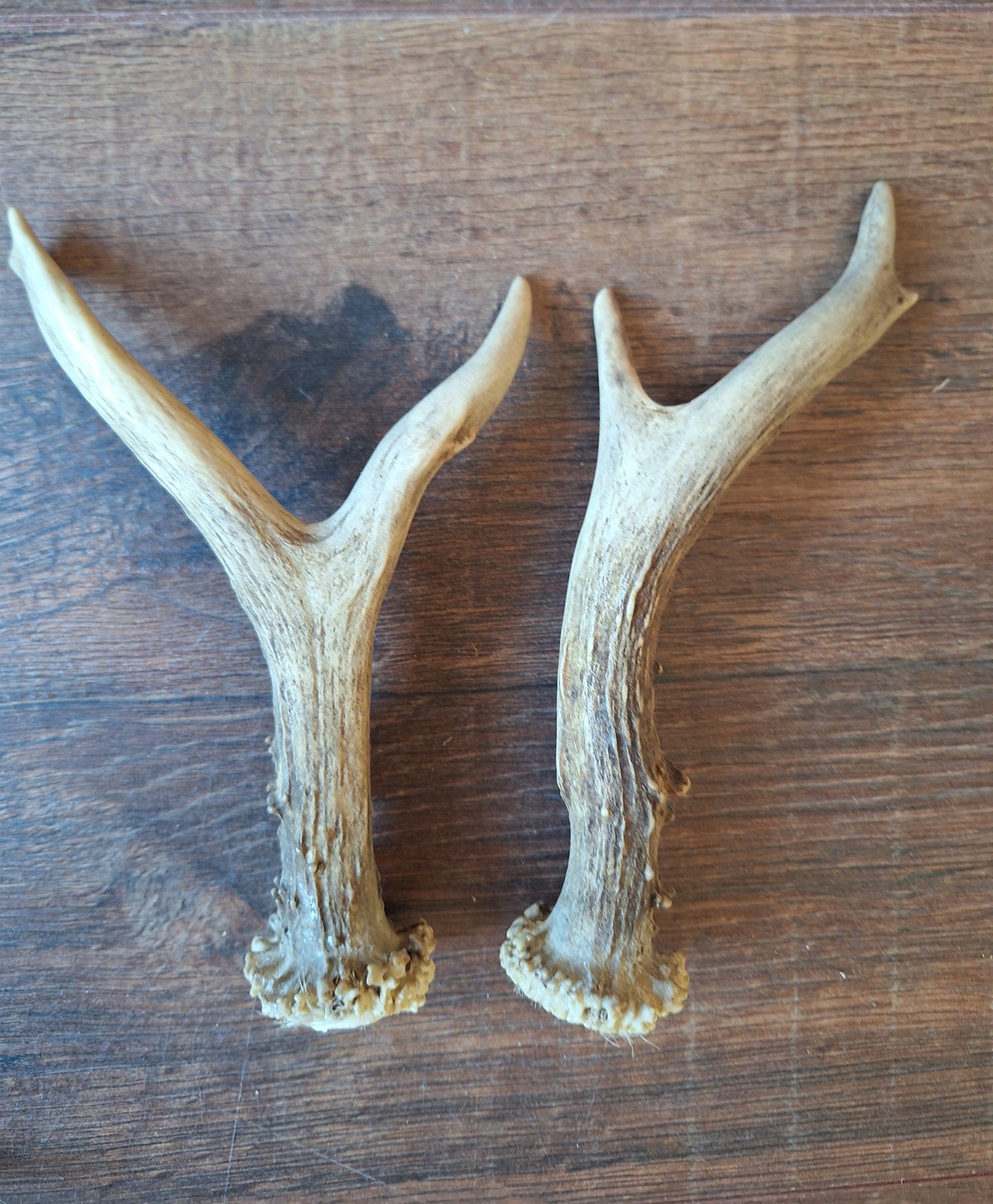 Roe deer antlers, set of two