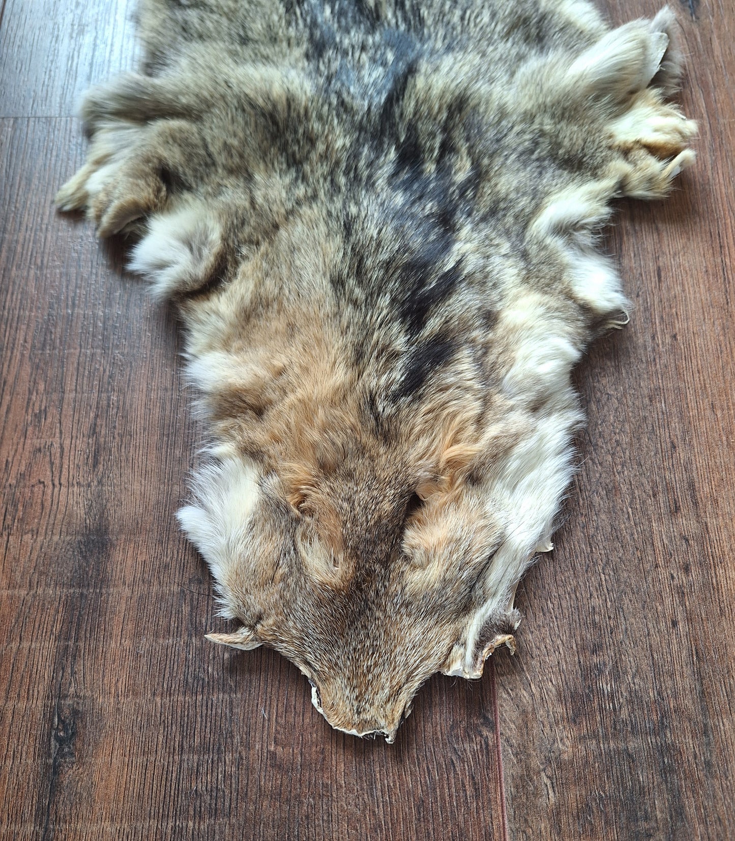 Cape fox hide #2
