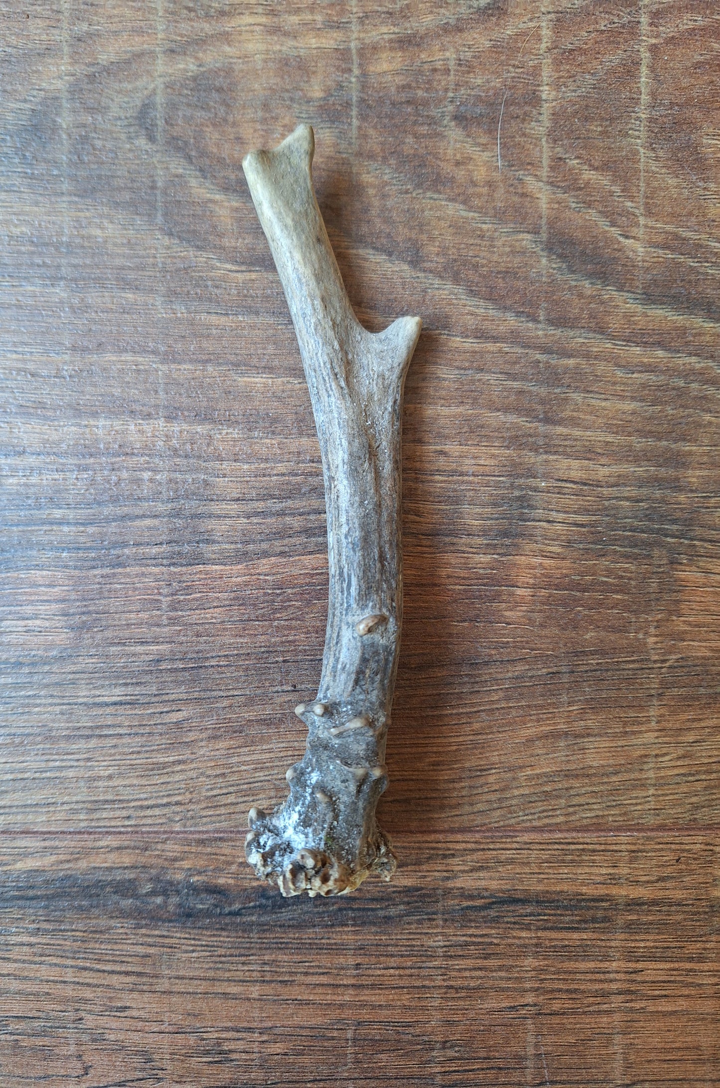 Roe deer antlers, single