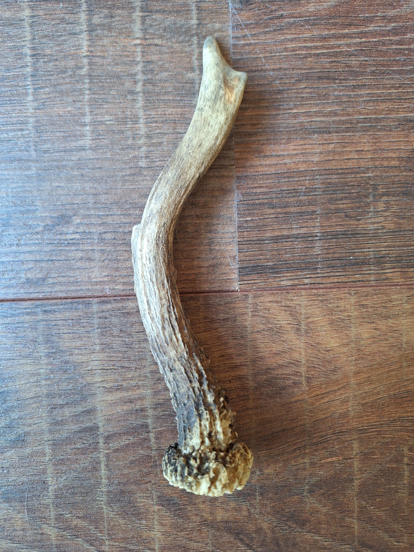 Roe deer antlers, single