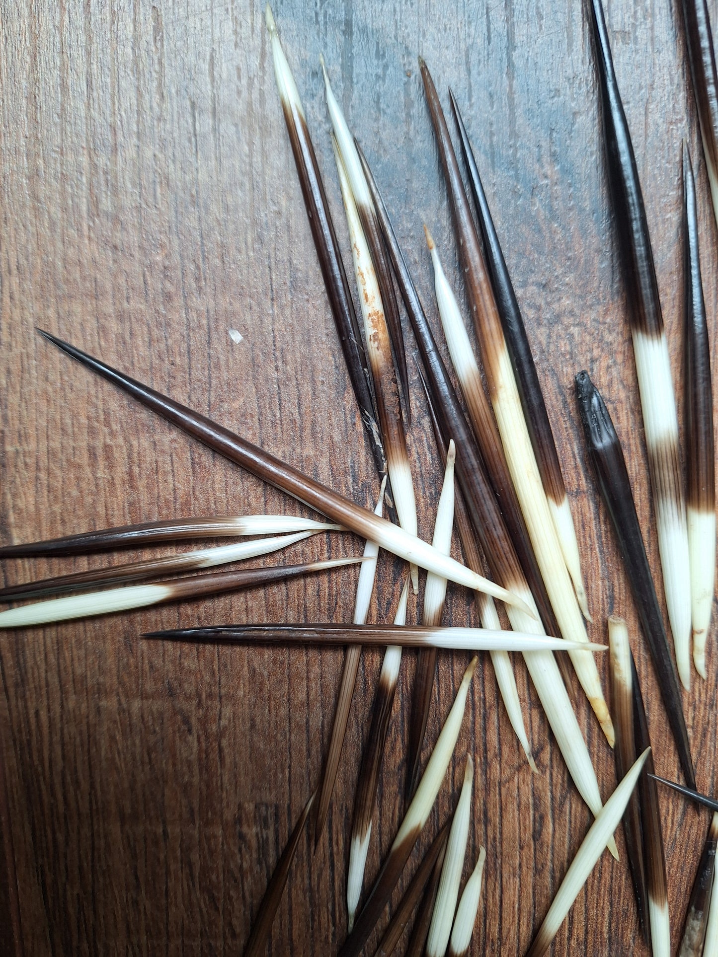 Set of small porcupine quills