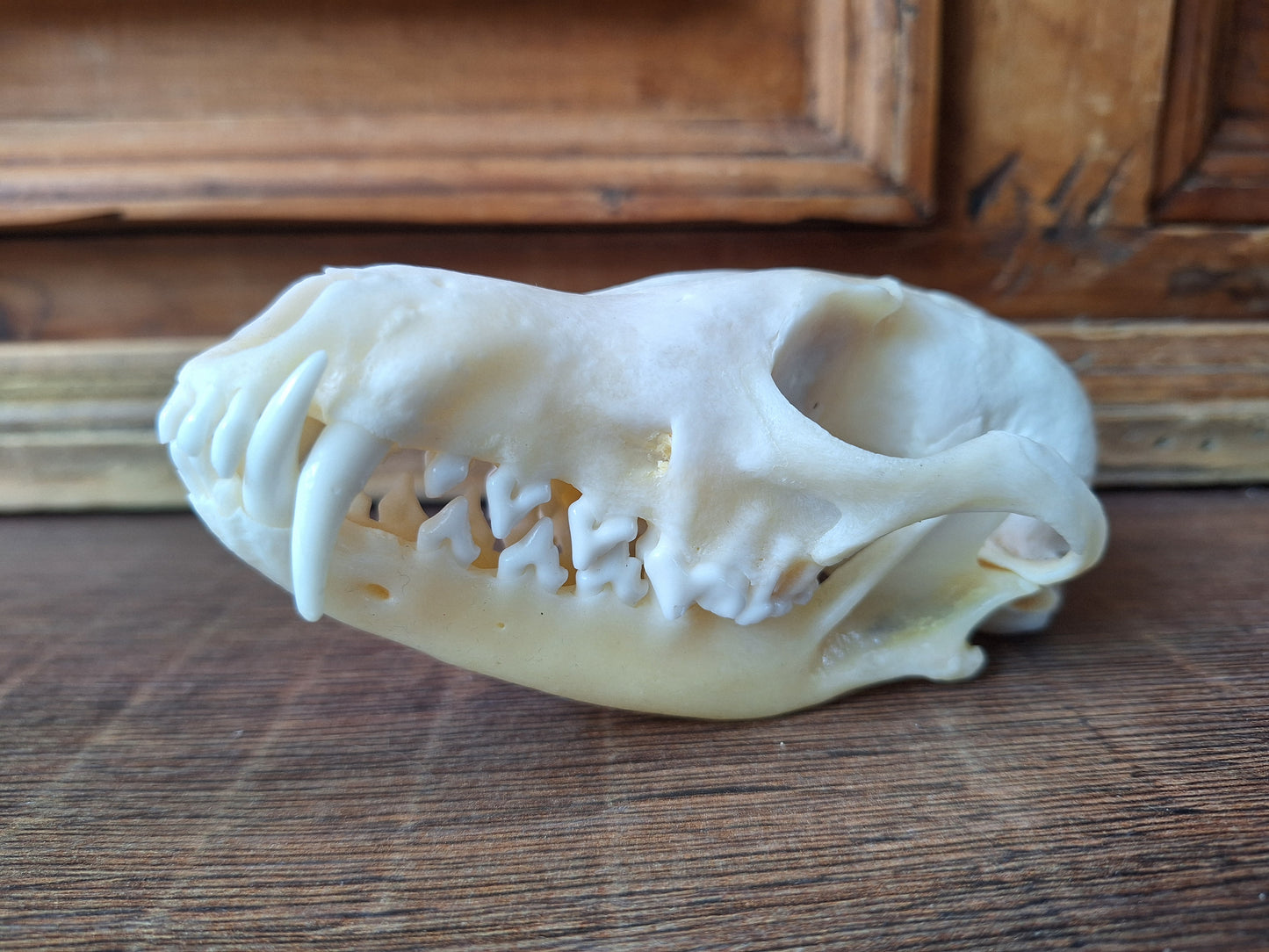 Fox skull #18